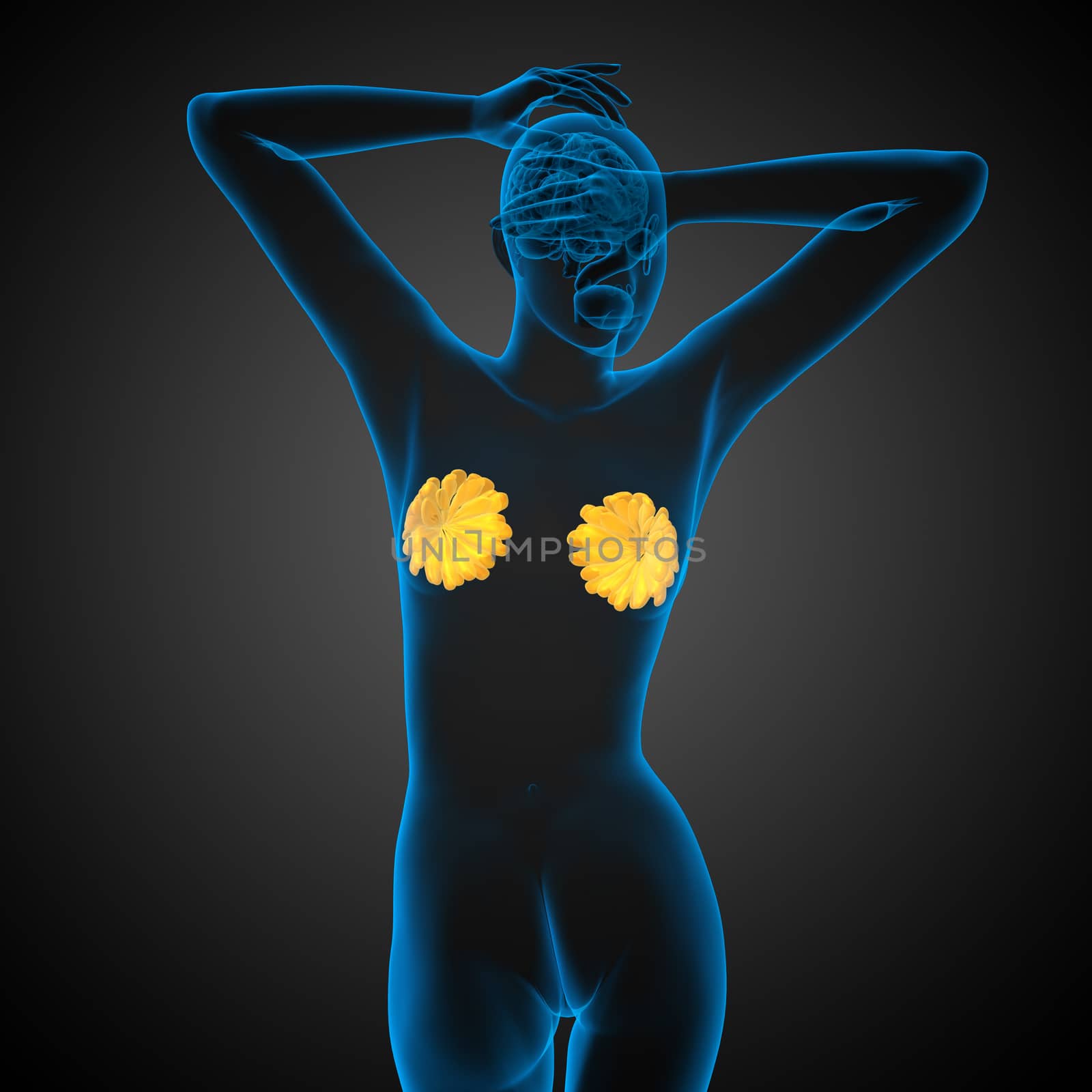 3d render medical illustration of the human breast - back view