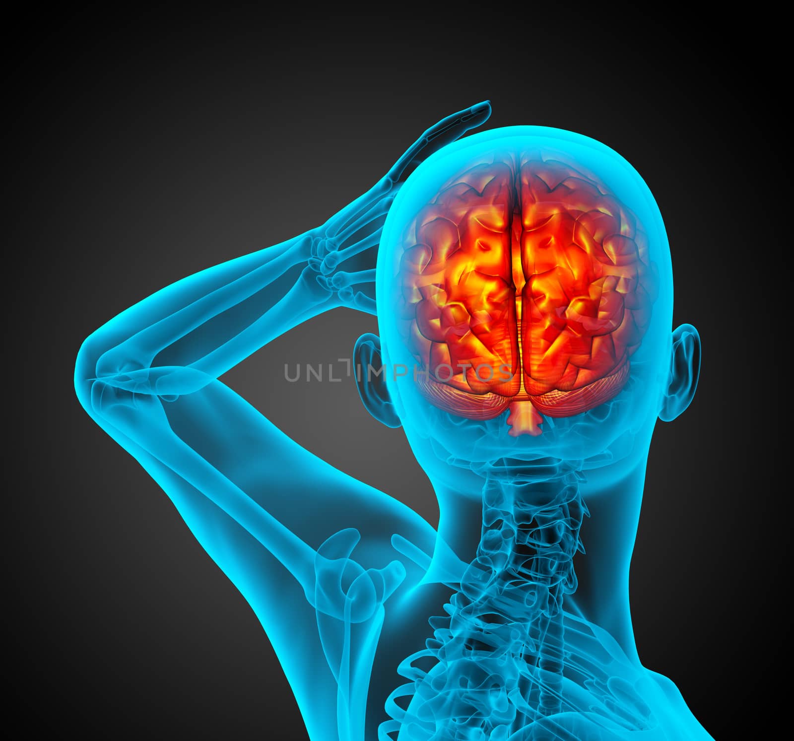 3d render medical illustration of the human brain - back view