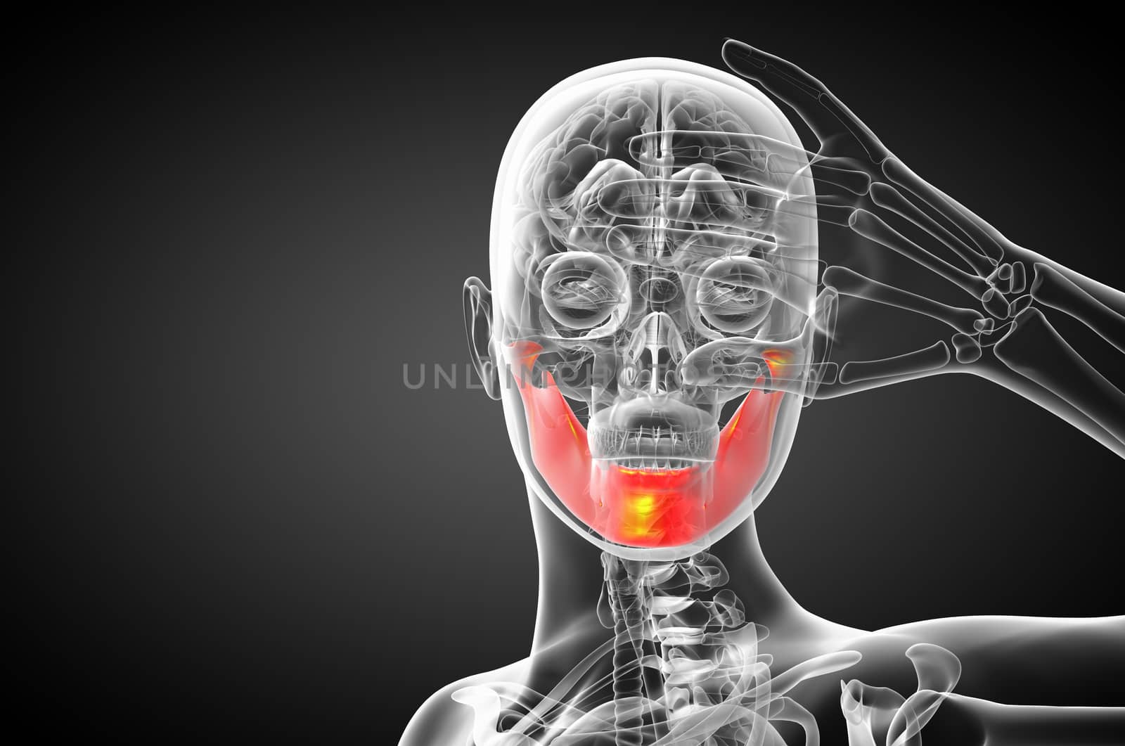 3d rendered illustration - jaw bone - front view