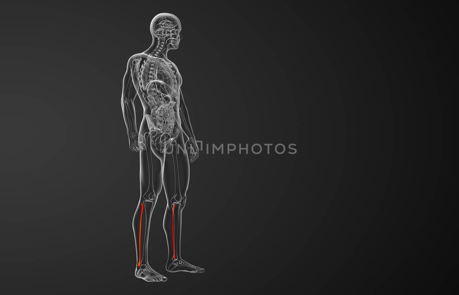 3d rendered illustration of the fibula bone - side view
