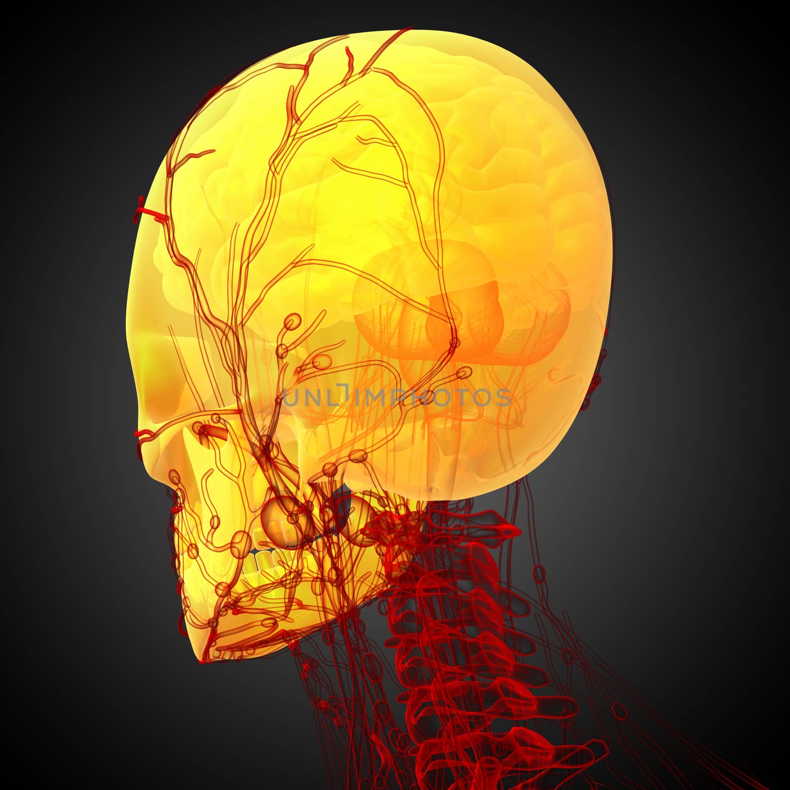 3d render medical illustration of the skull  by maya2008