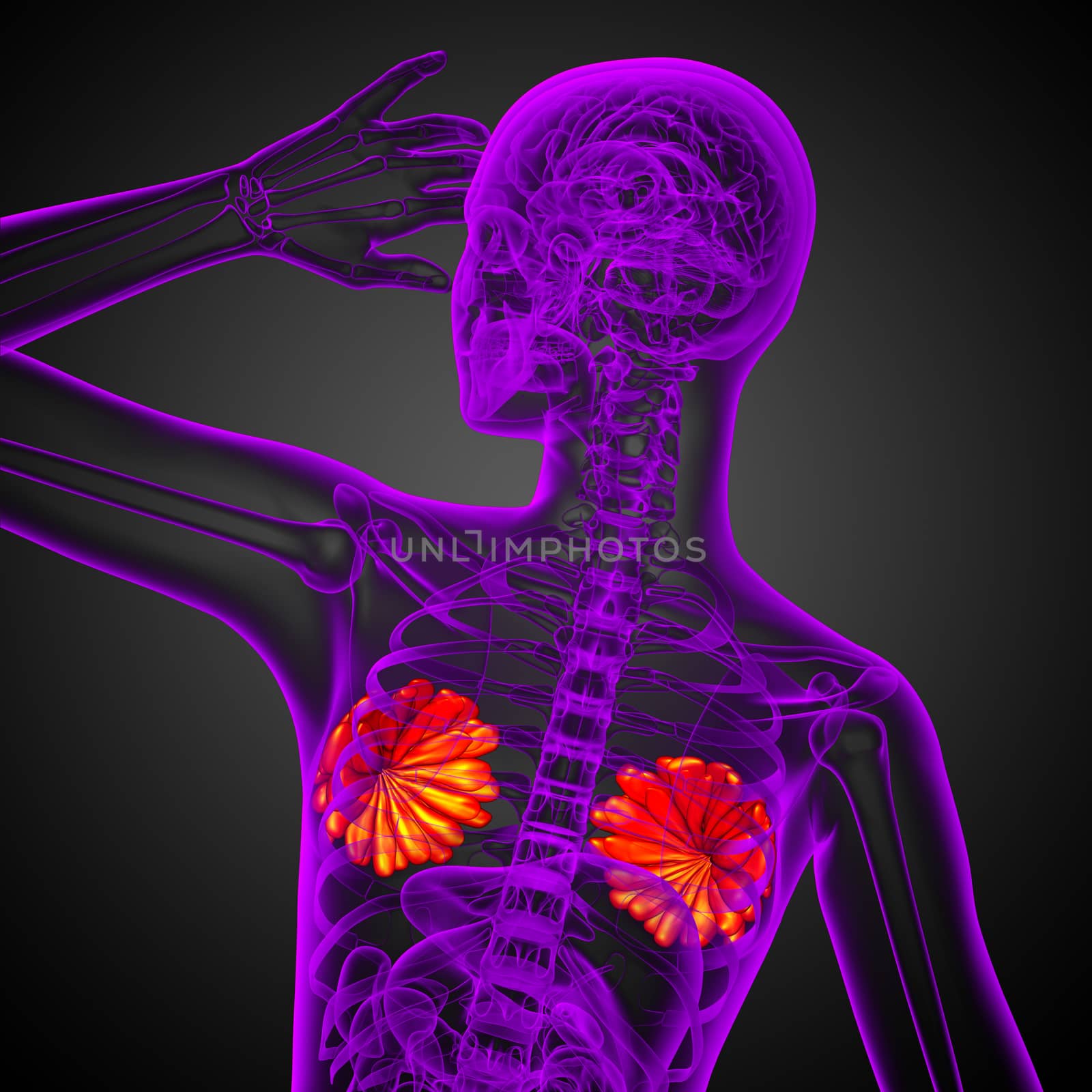 3d render medical illustration of the human breast - back view