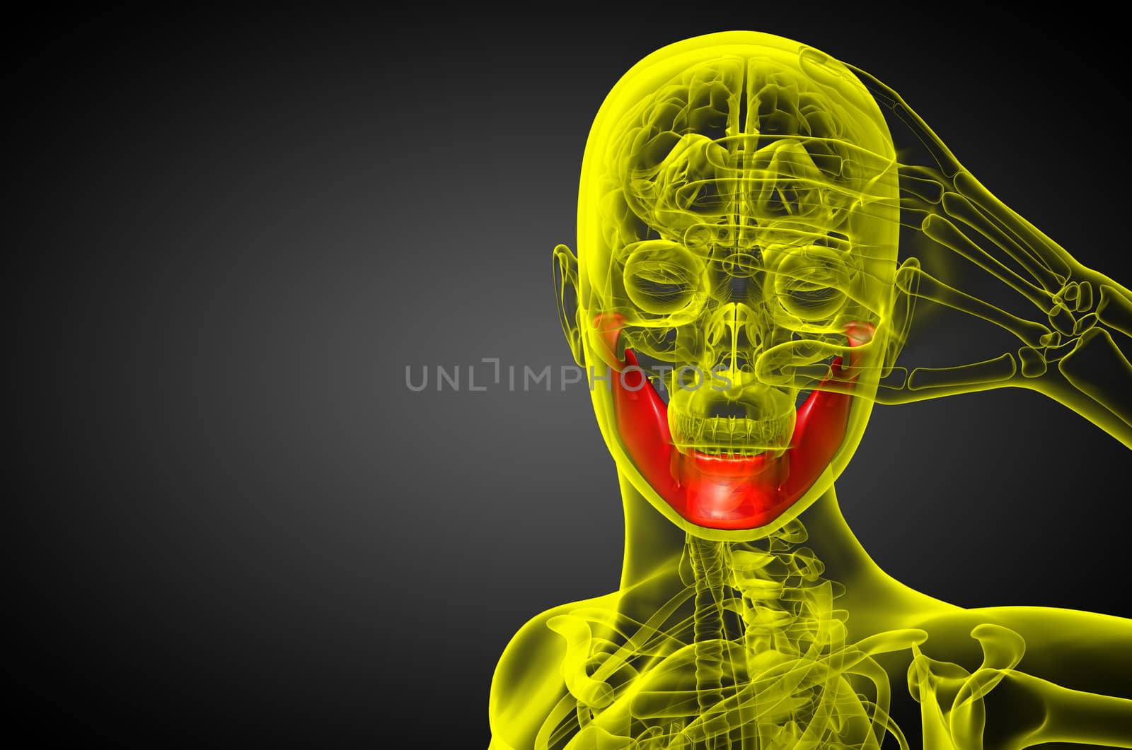 3d rendered illustration - jaw bone - front view