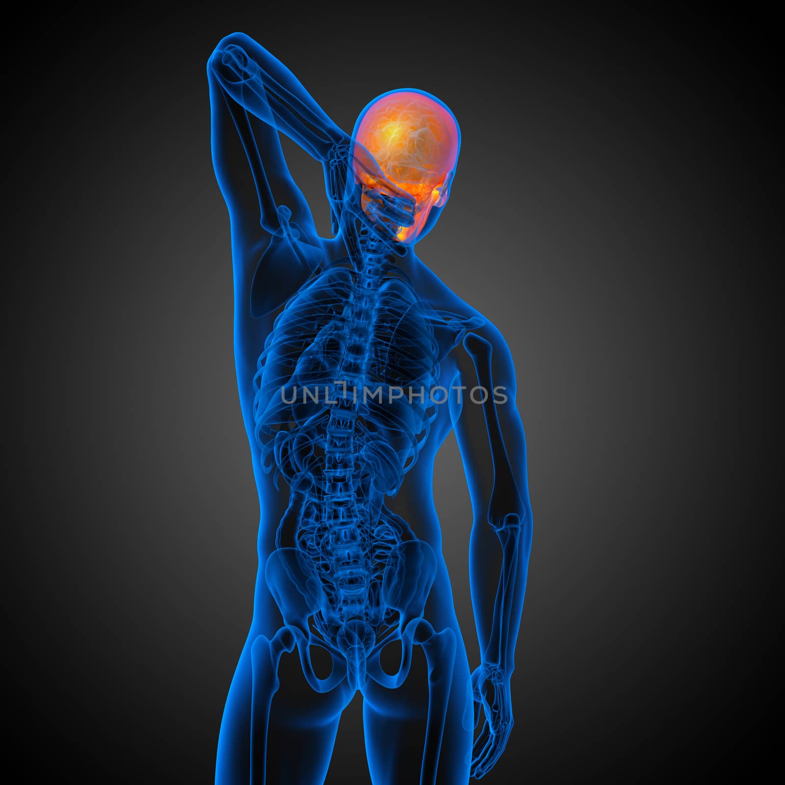 3d render medical illustration of the skull - back view