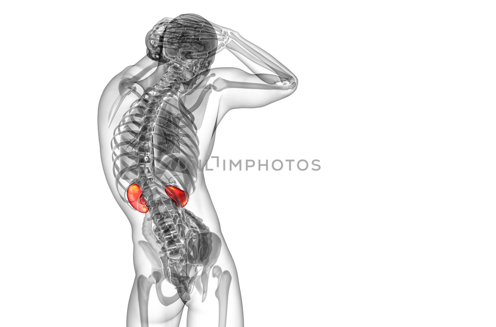 3d render medical illustration of the human kidney - side view
