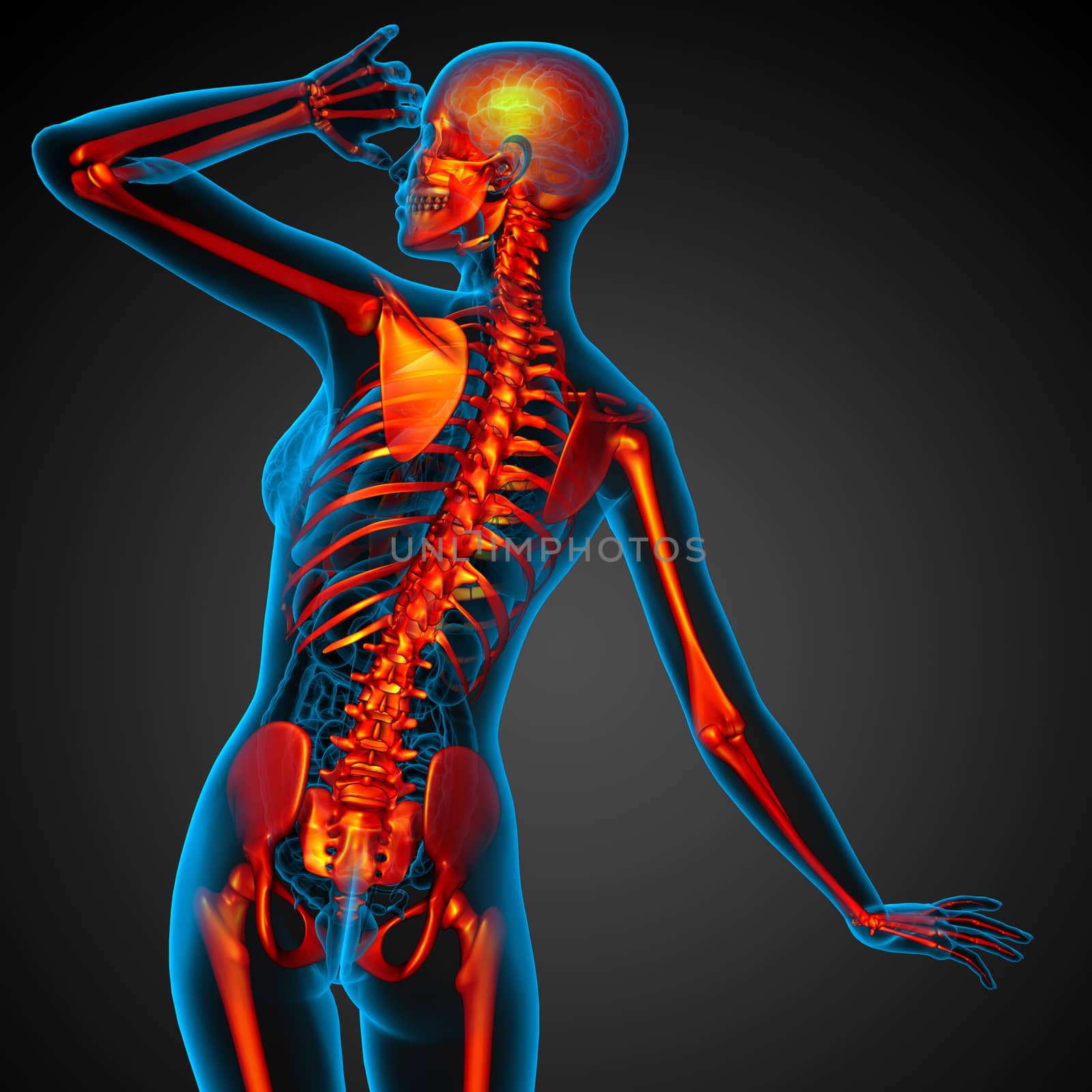 3D medical illustration of the human skeleton - back view