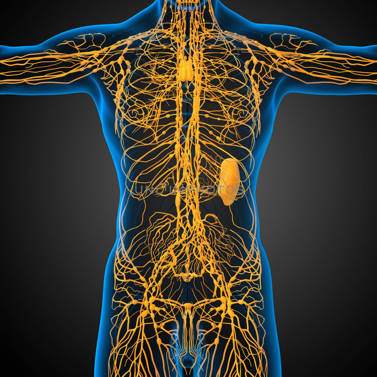 3d render medical illustration of the lymphatic system - front view