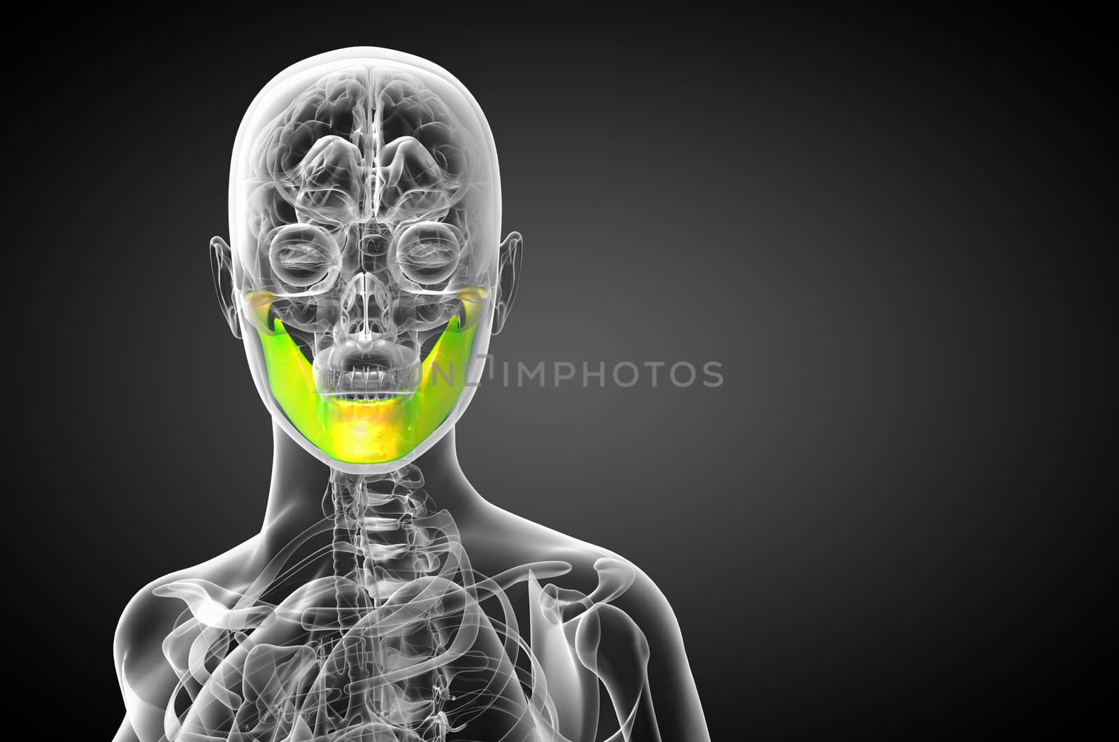 3d rendered illustration - jaw bone - front view