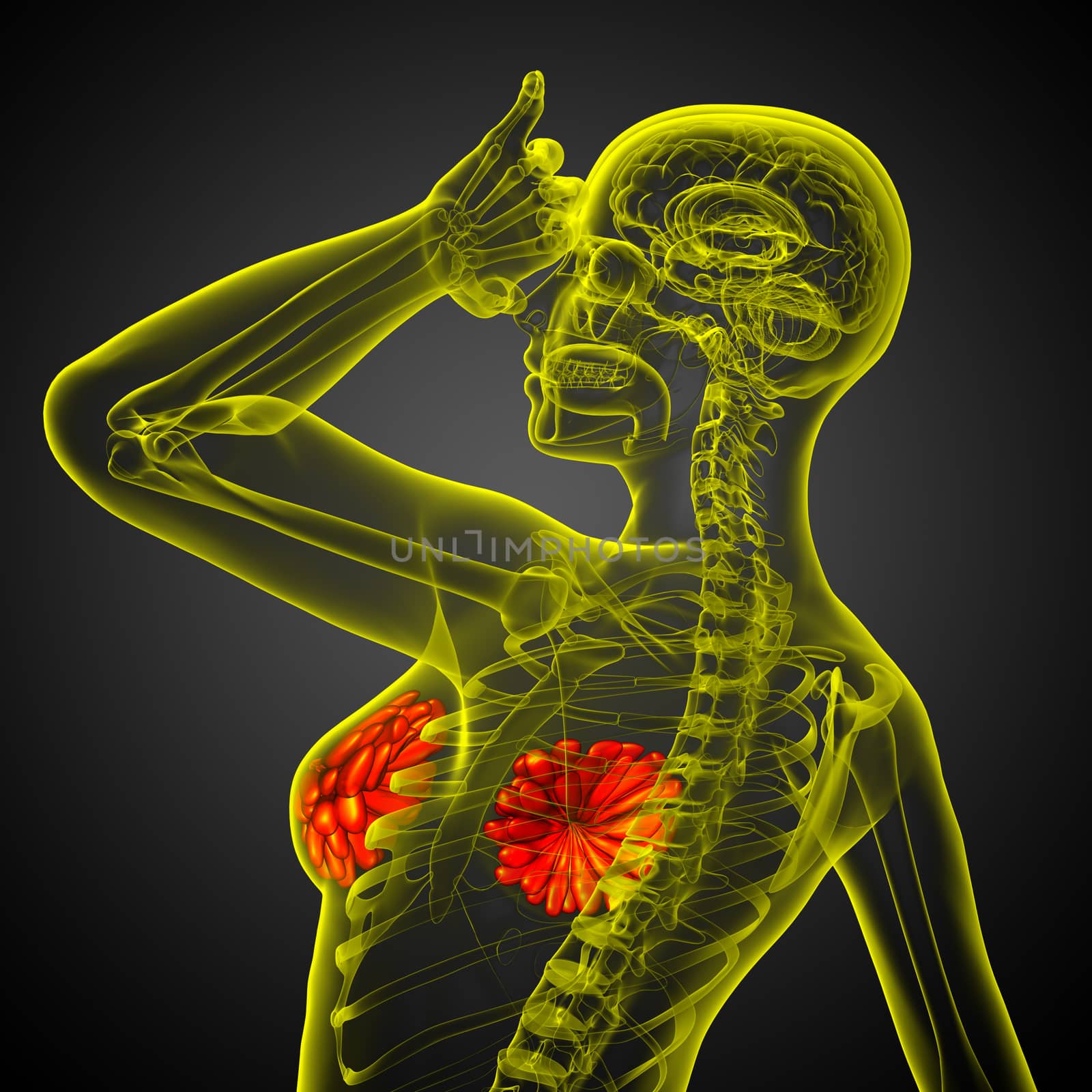 3d render medical illustration of the human breast by maya2008