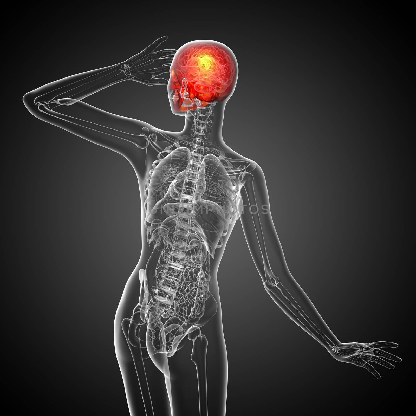 3d render medical illustration of the skull - back view
