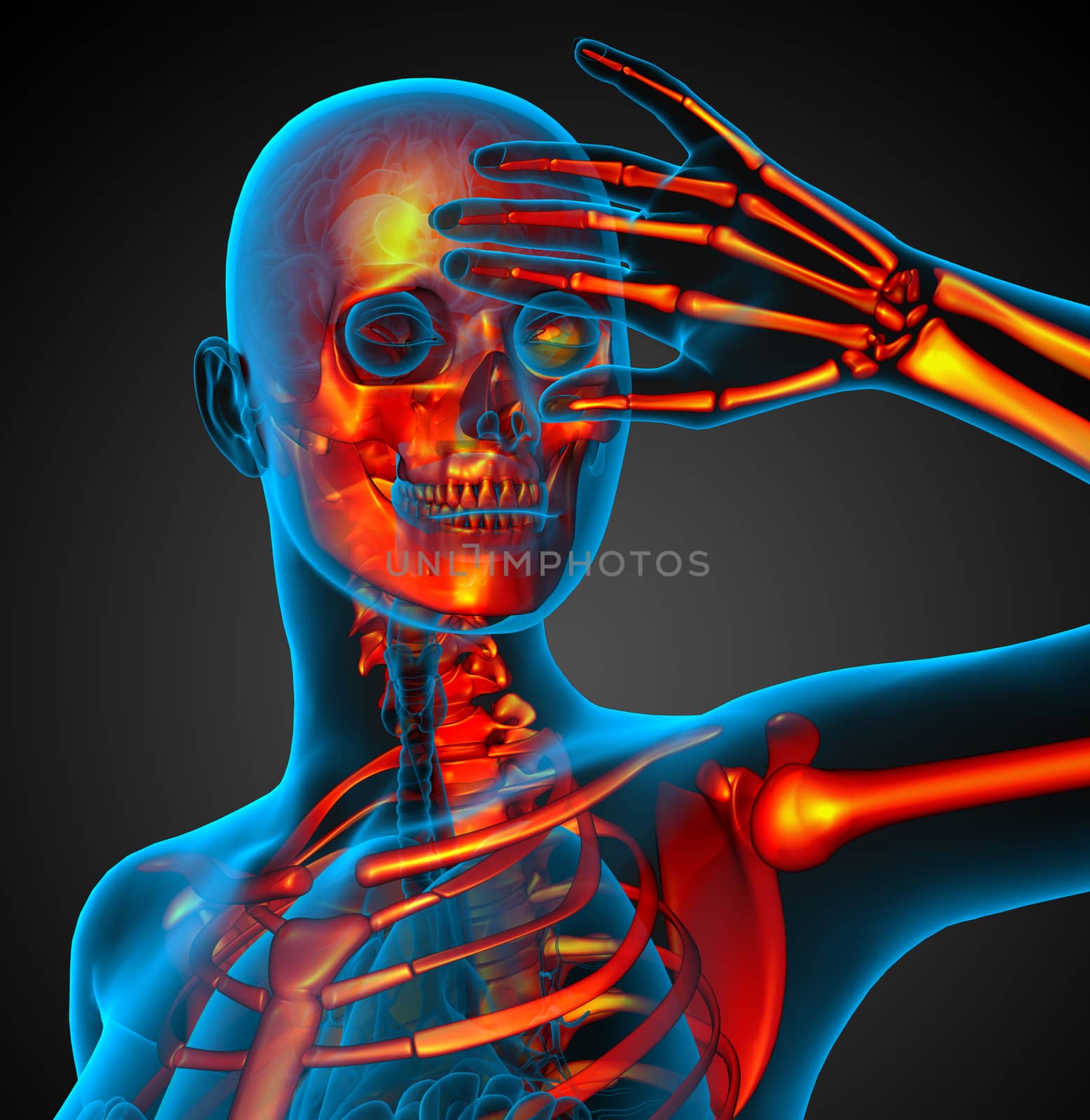 3D medical illustration of the human skeleton by maya2008
