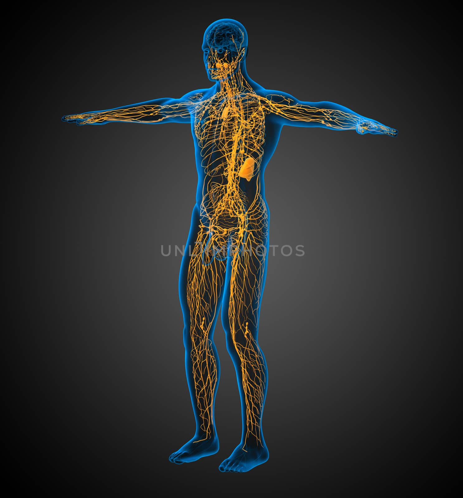 3d render medical illustration of the lymphatic system - side view