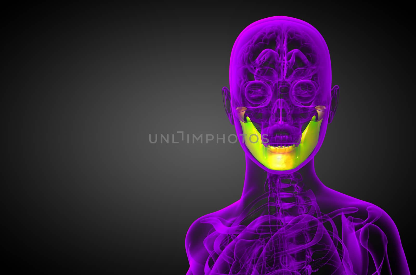 3d rendered illustration - jaw bone - front view