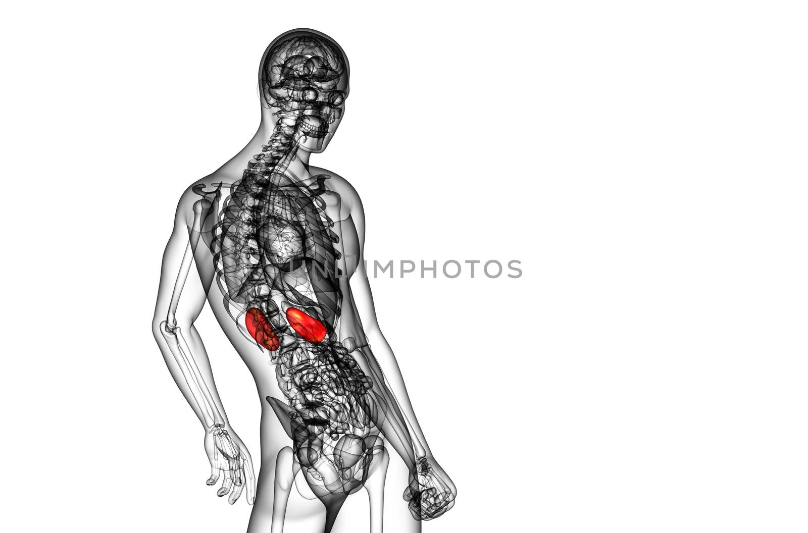 3d render medical illustration of the human kidney by maya2008