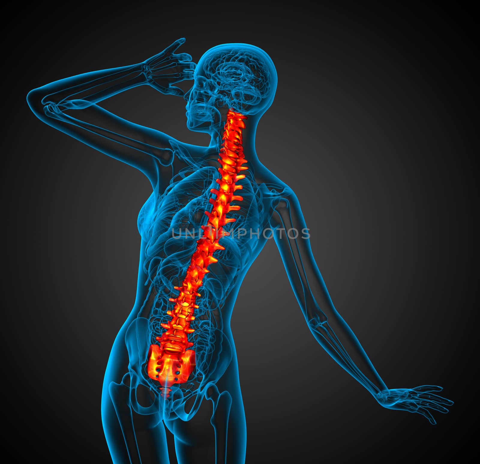 3d render medical illustration of the human spine - back view