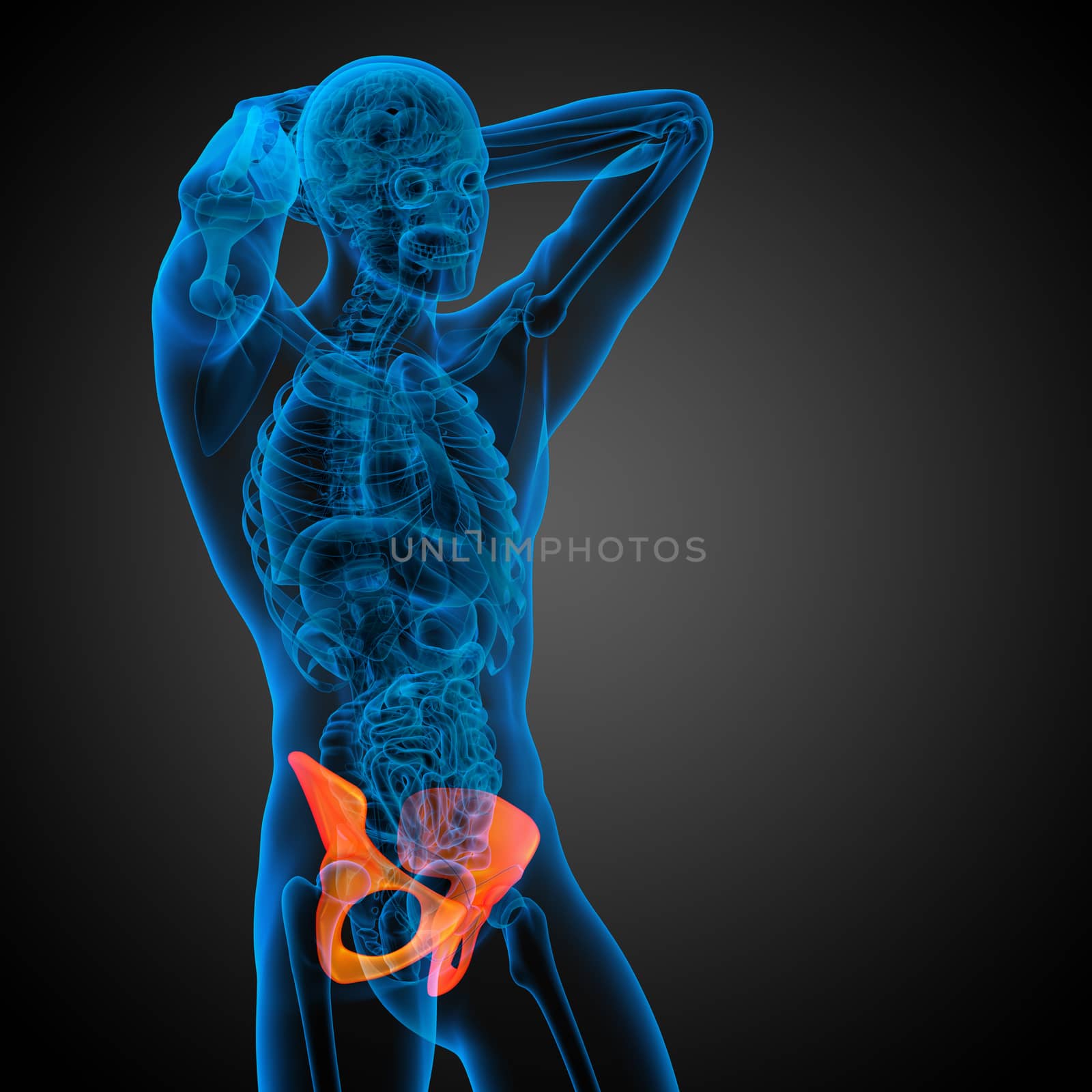 3d render medical illustration of the pelvis bone - side view