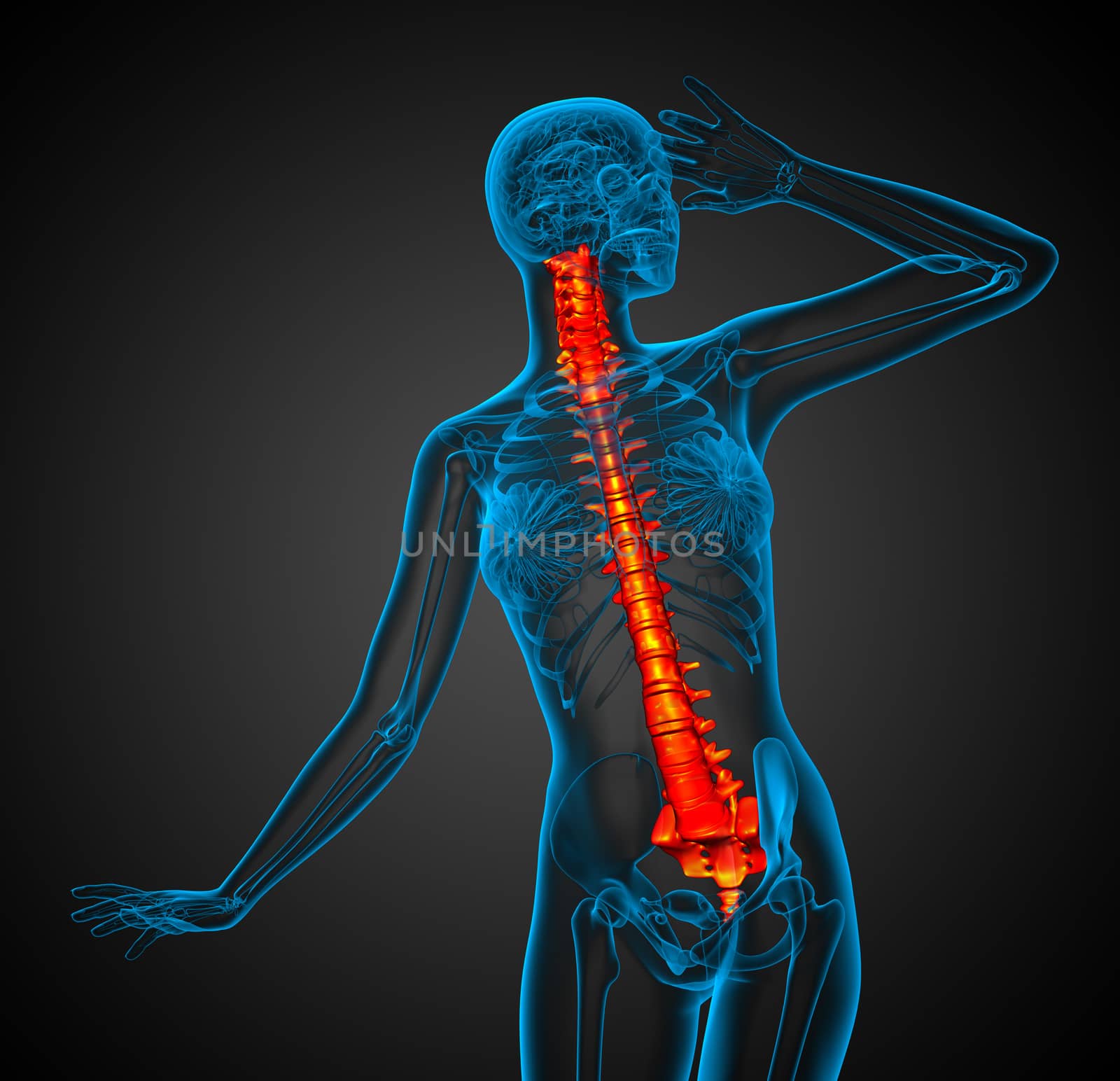 3d render medical illustration of the human spine by maya2008