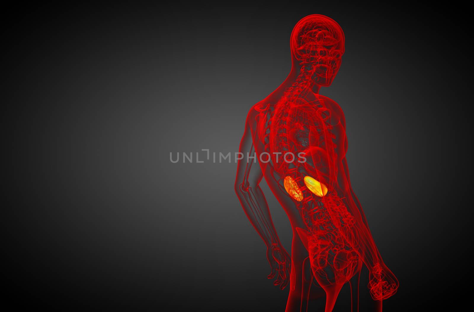 3d render medical illustration of the human kidney - side view