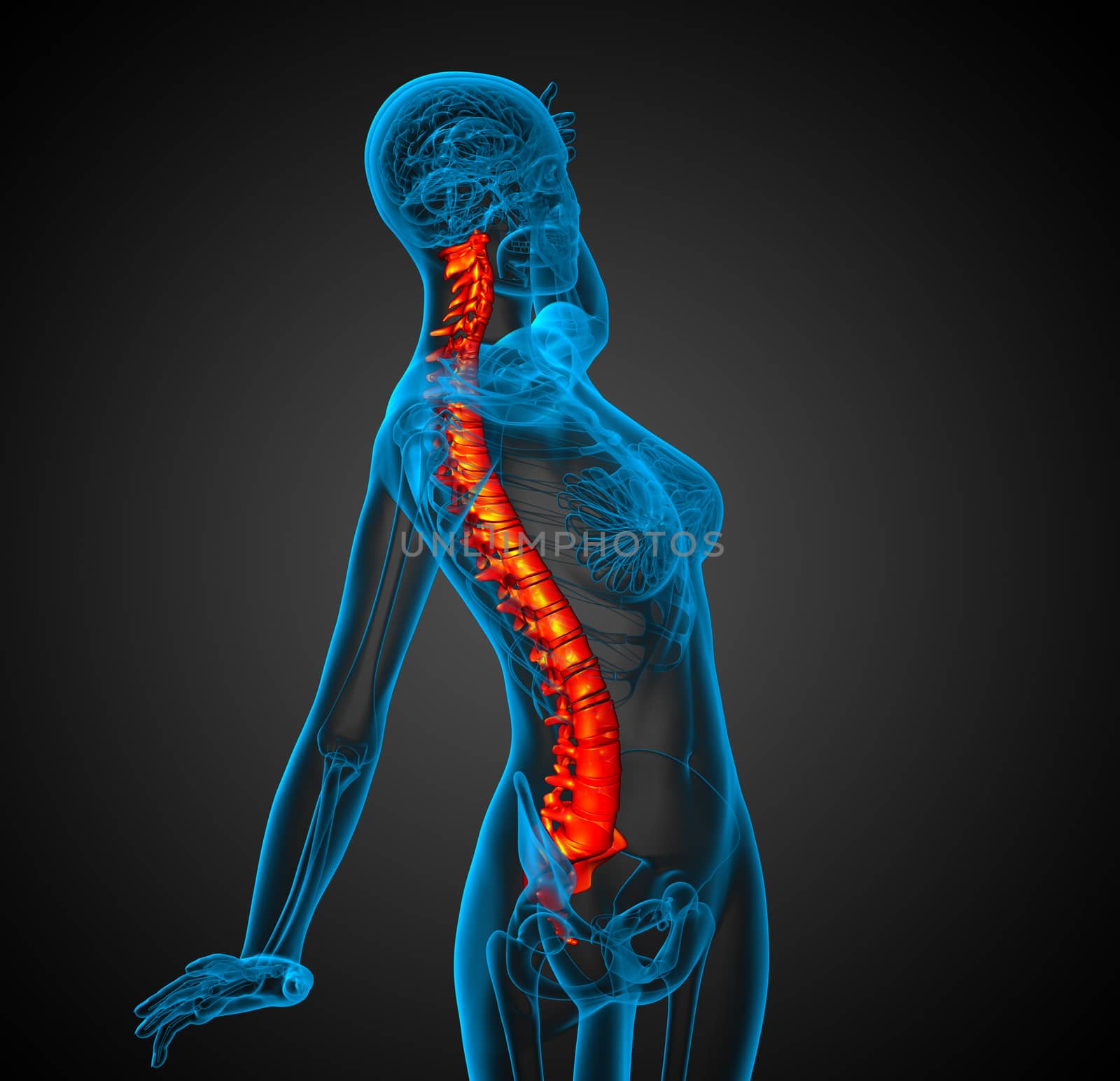 3d render medical illustration of the human spine by maya2008