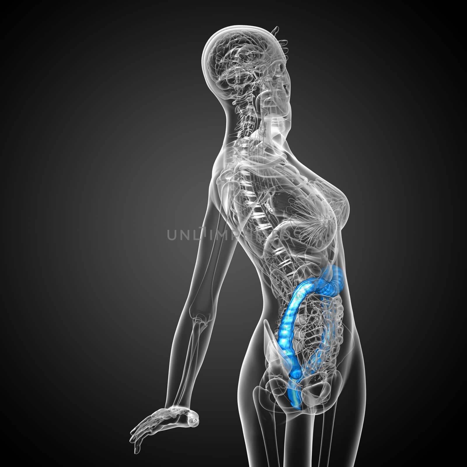 3d render medical illustration of the human larg intestine - side view