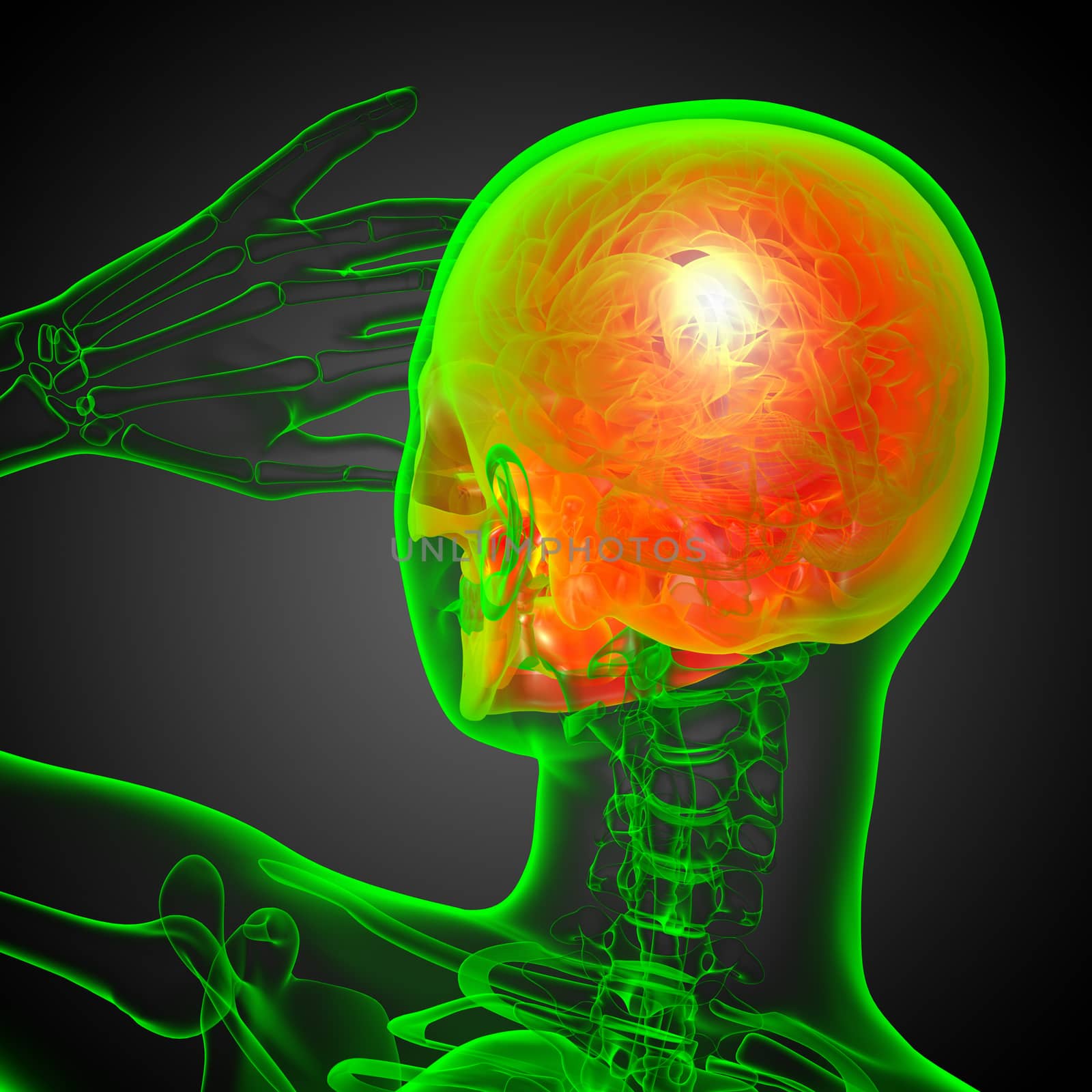 3d render medical illustration of the skull - back view