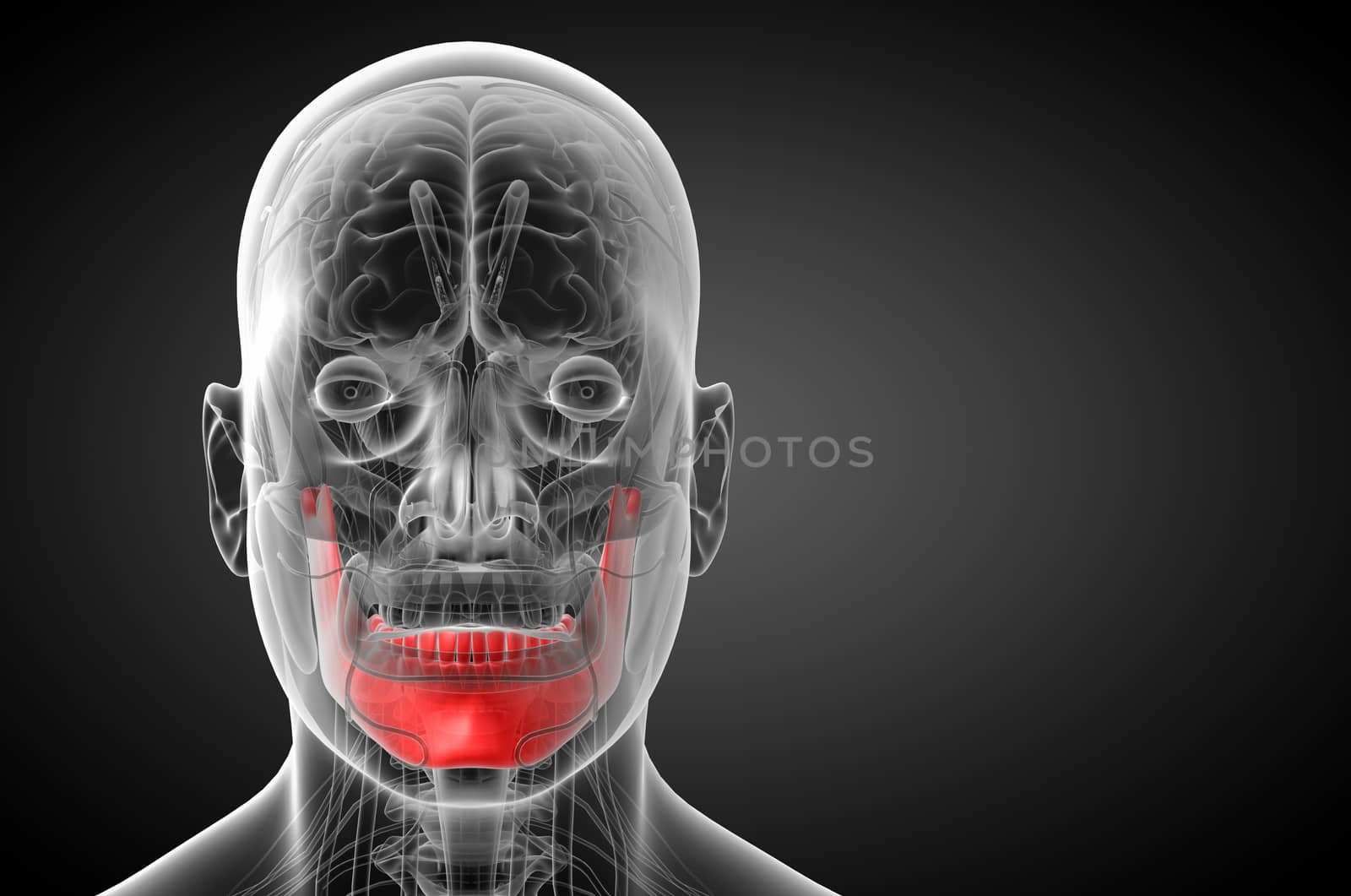3d rendered illustration - jaw bone - front view