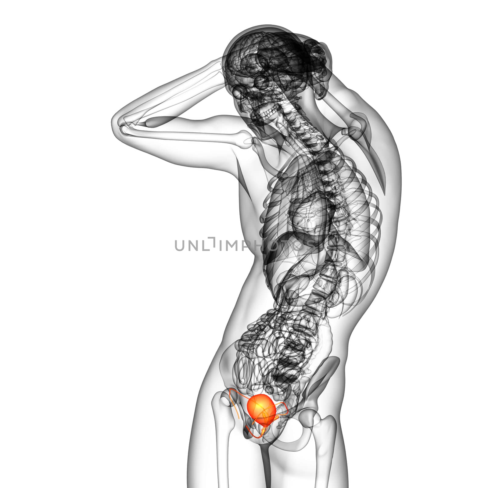 3d render medical illustration of the bladder - side view
