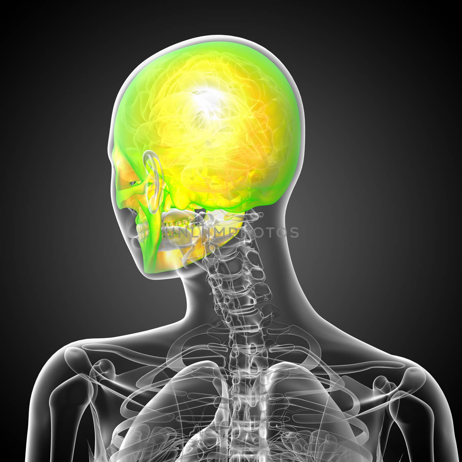 3d render medical illustration of the skull - back view