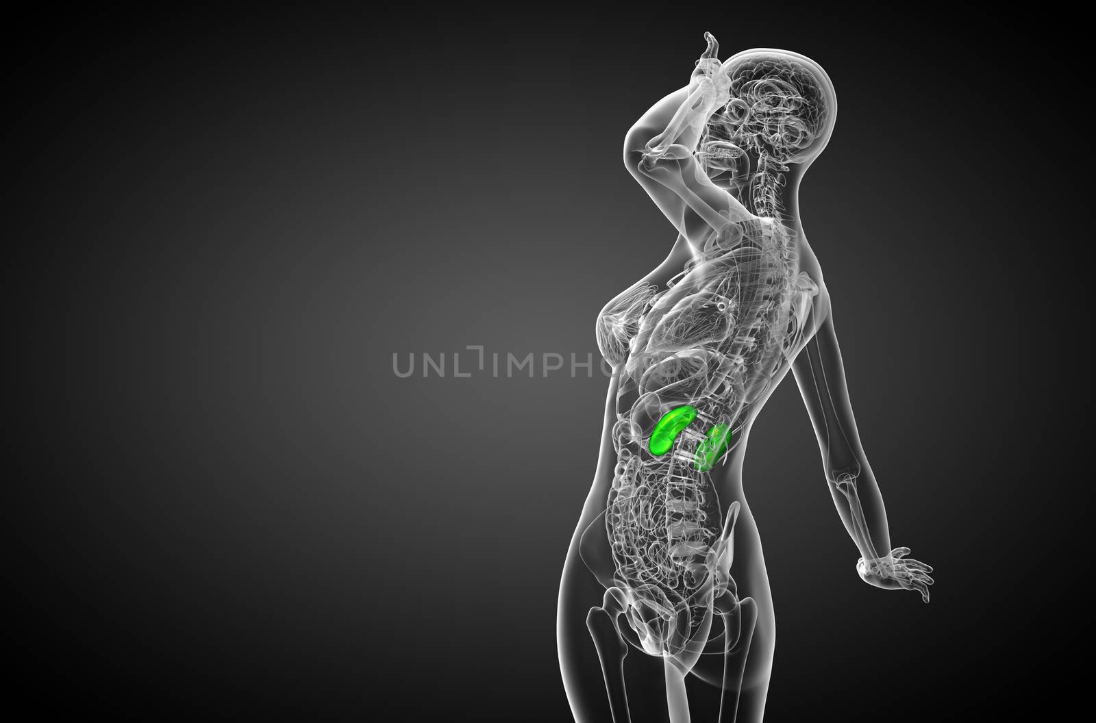 3d render medical illustration of the human kidney - side view