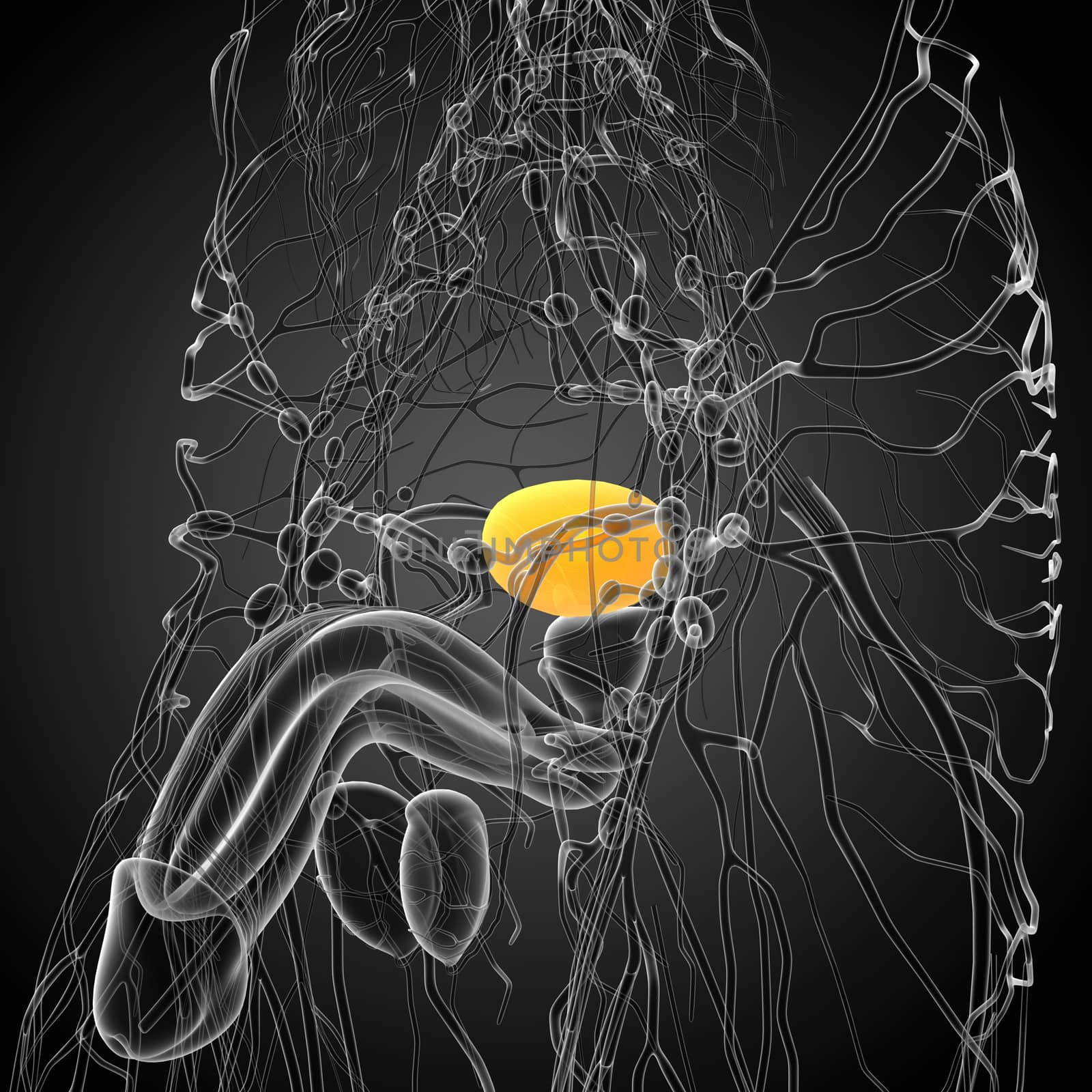 3d render medical illustration of the bladder - side view