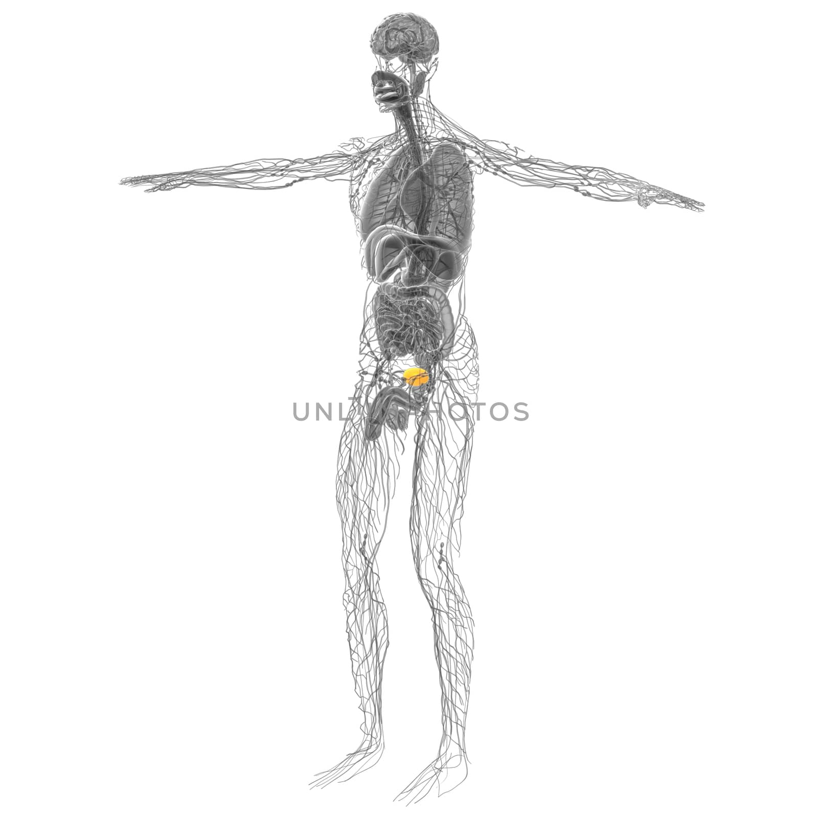 3d render medical illustration of the bladder - side view