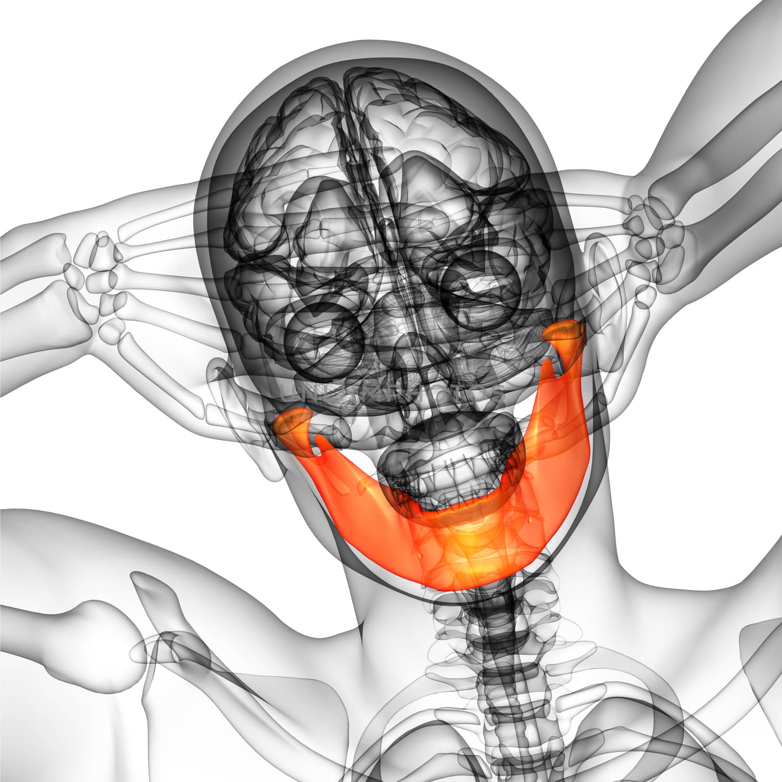 3d rendered illustration - jaw bone by maya2008