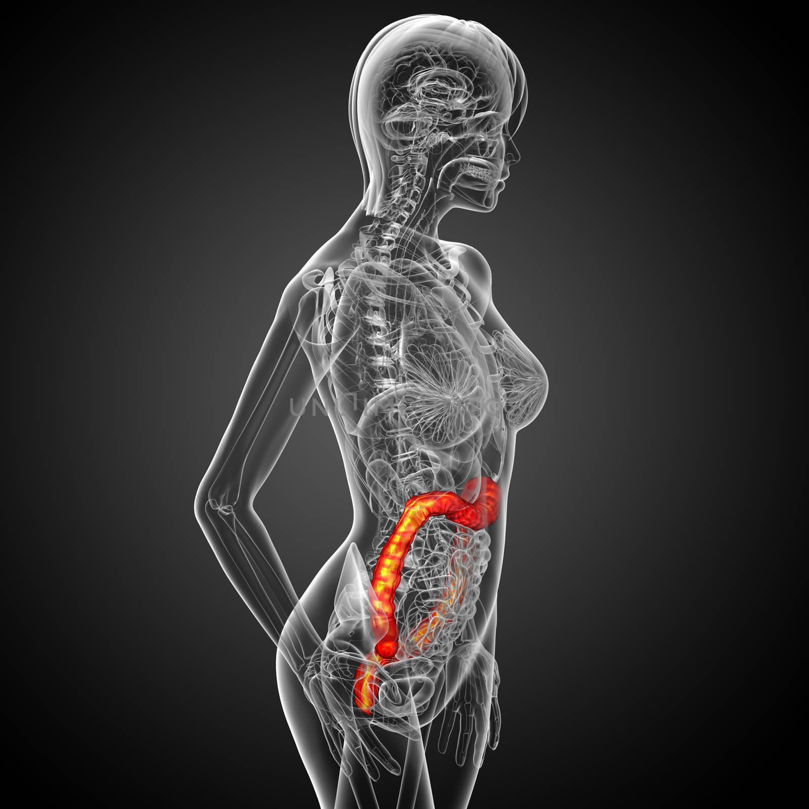 3d render medical illustration of the human larg intestine - side view