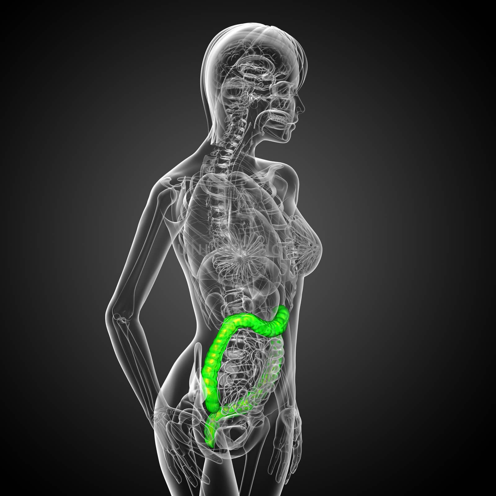 3d render medical illustration of the human larg intestine - side view