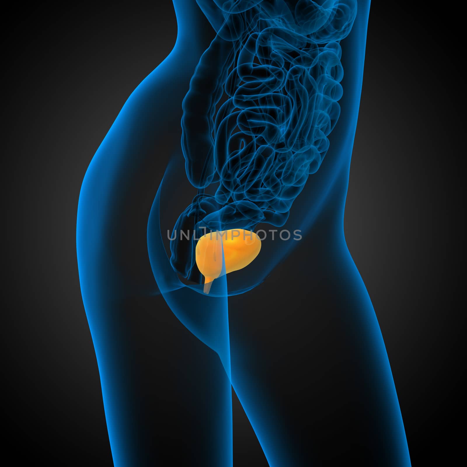 3d render medical illustration of the bladder - side view