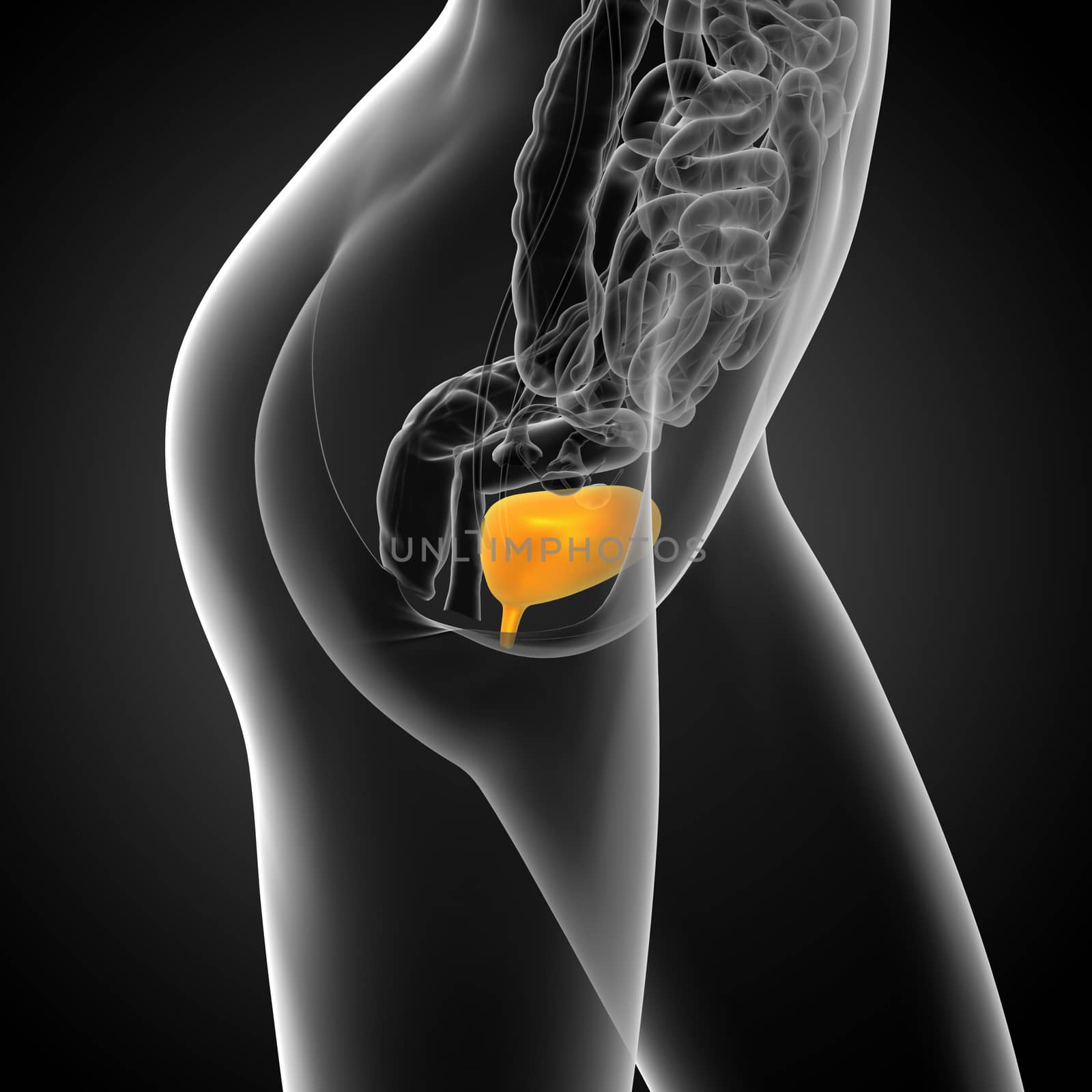 3d render medical illustration of the bladder - side view