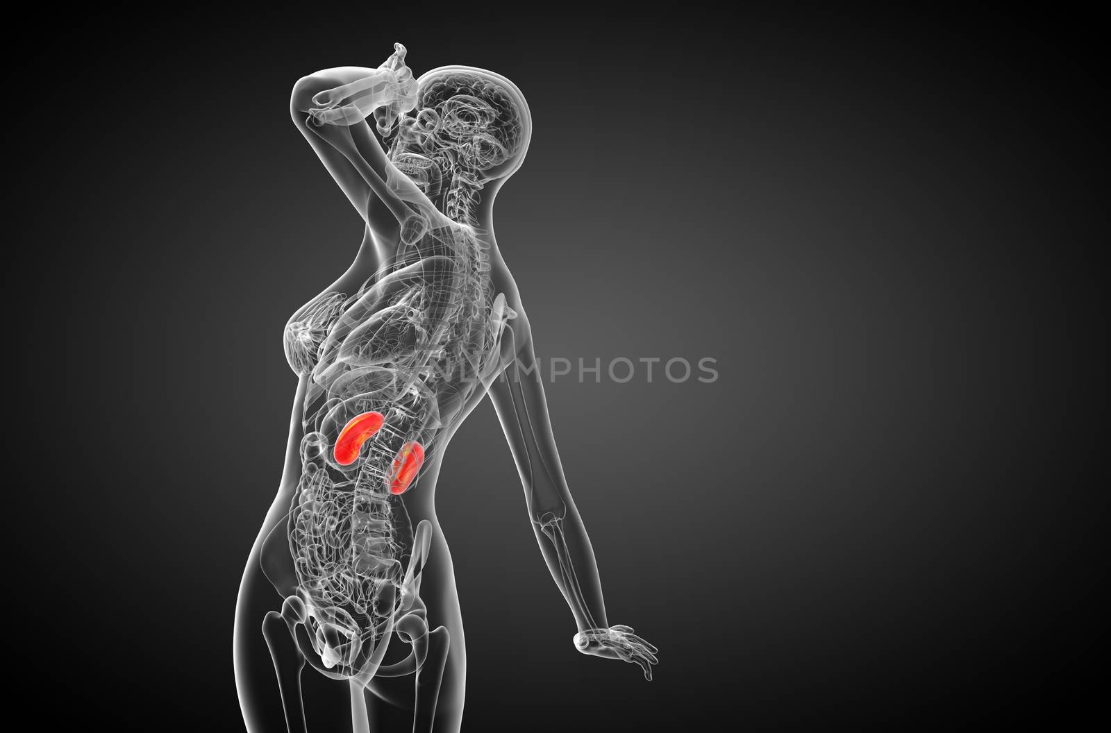 3d render medical illustration of the human kidney - side view