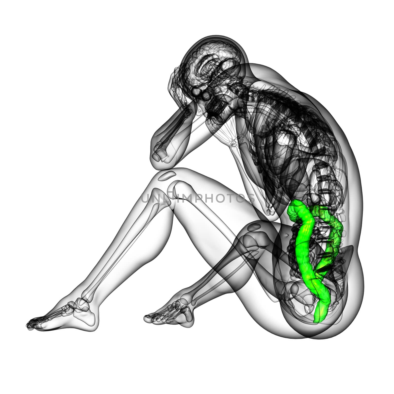 3d render medical illustration of the human larg intestine by maya2008