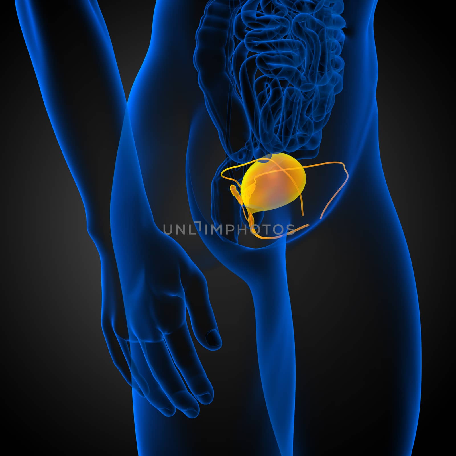 3d render medical illustration of the bladder - side view