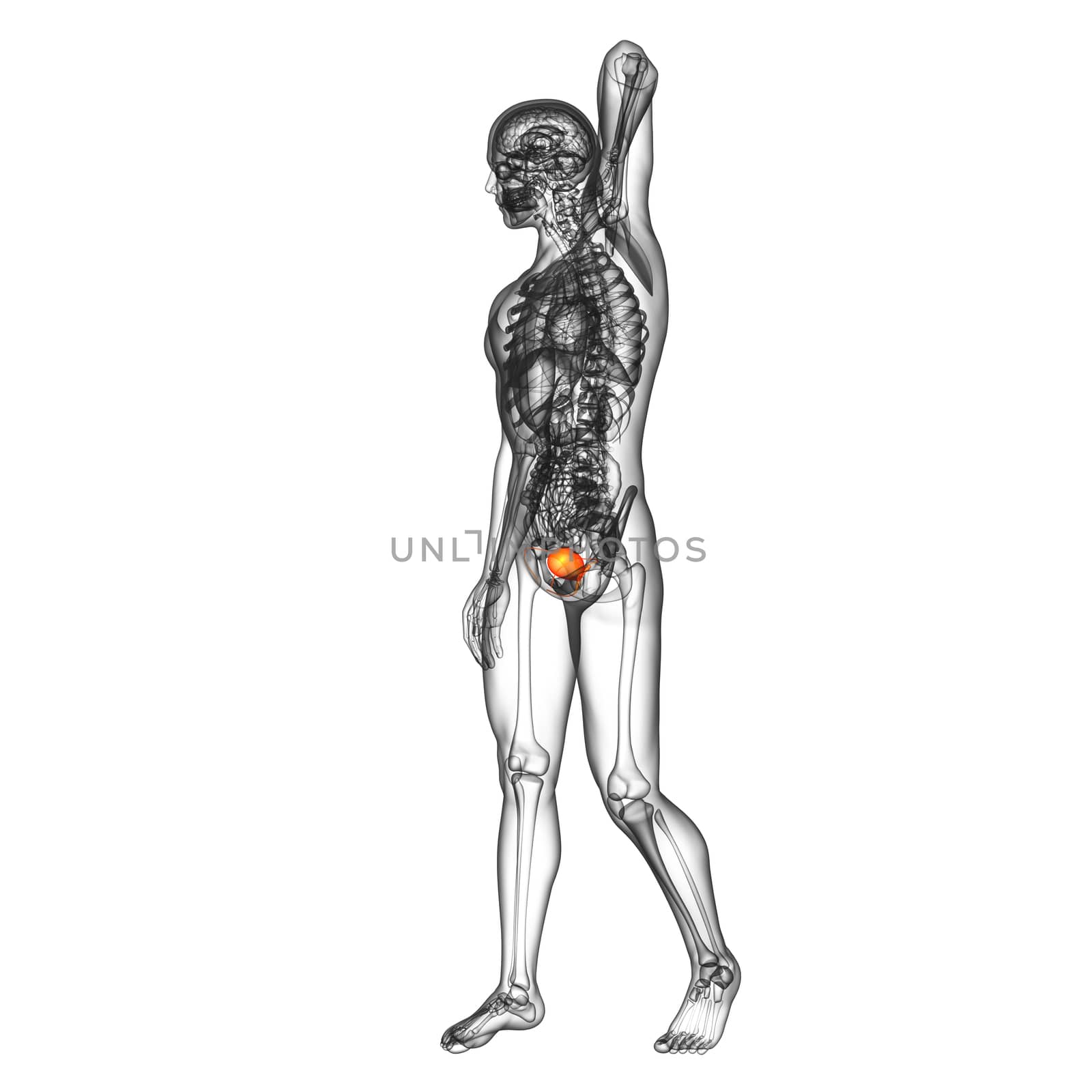 3d render medical illustration of the bladder - side view