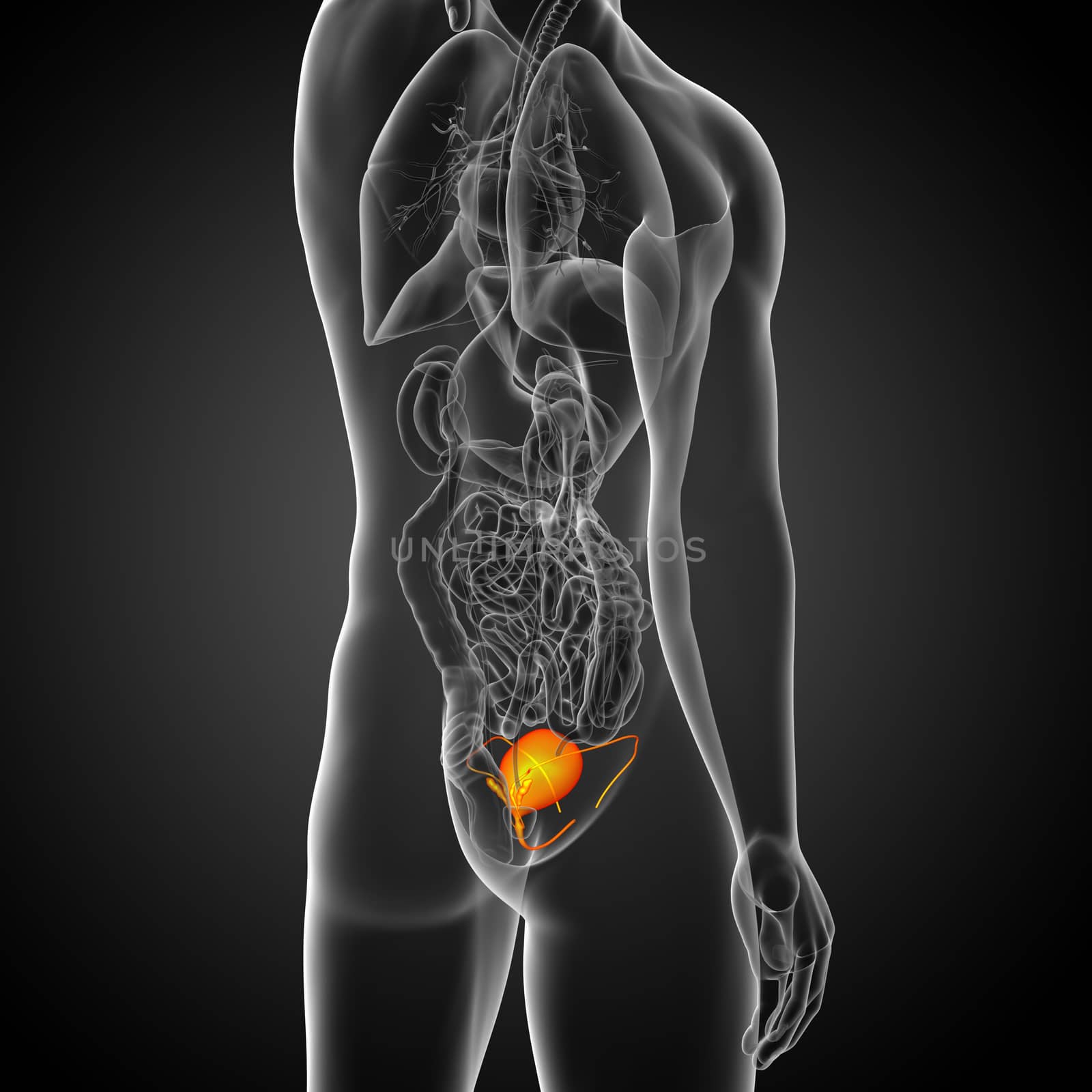 3d render medical illustration of the bladder - side view