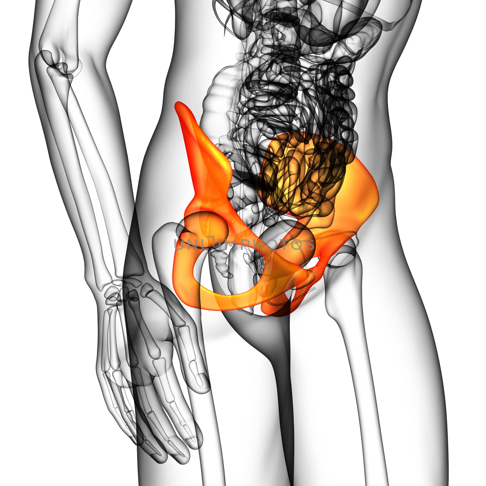 3d render medical illustration of the pelvis bone - side view