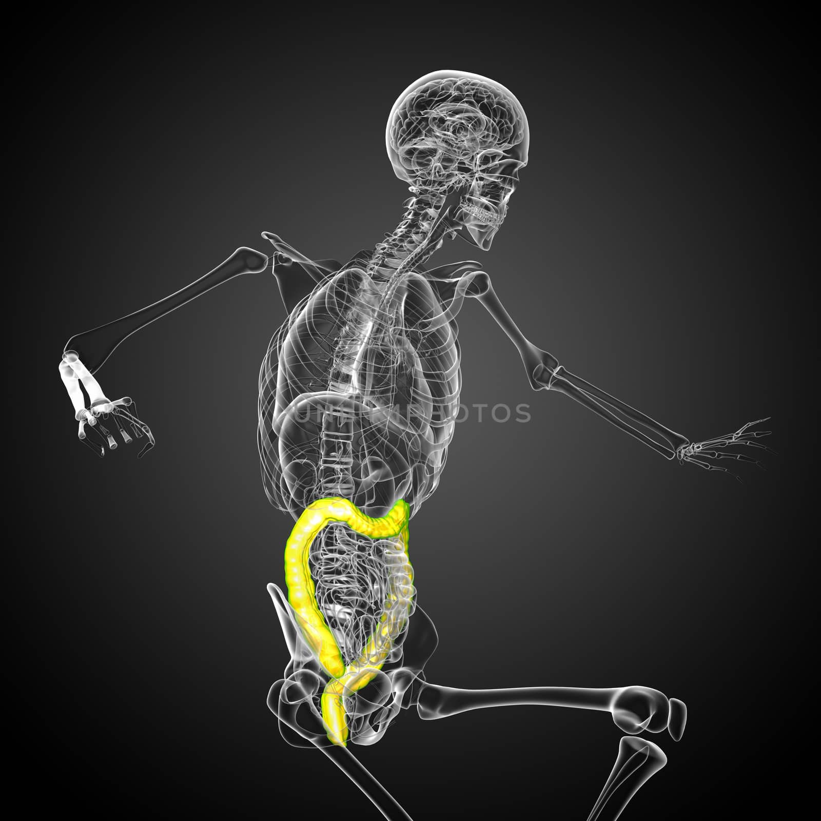 3d render medical illustration of the human larg intestine by maya2008