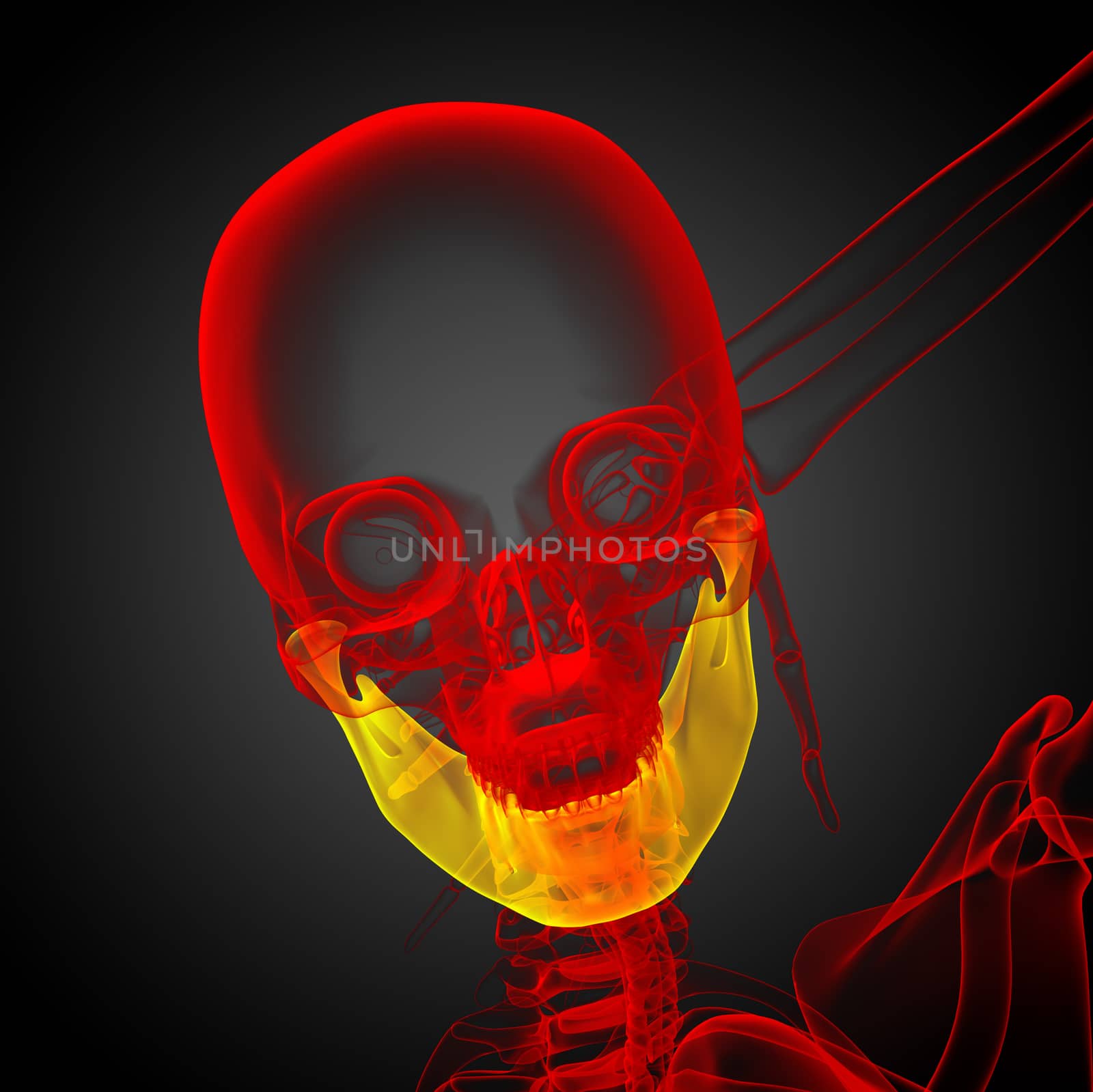 3d rendered illustration - jaw bone by maya2008