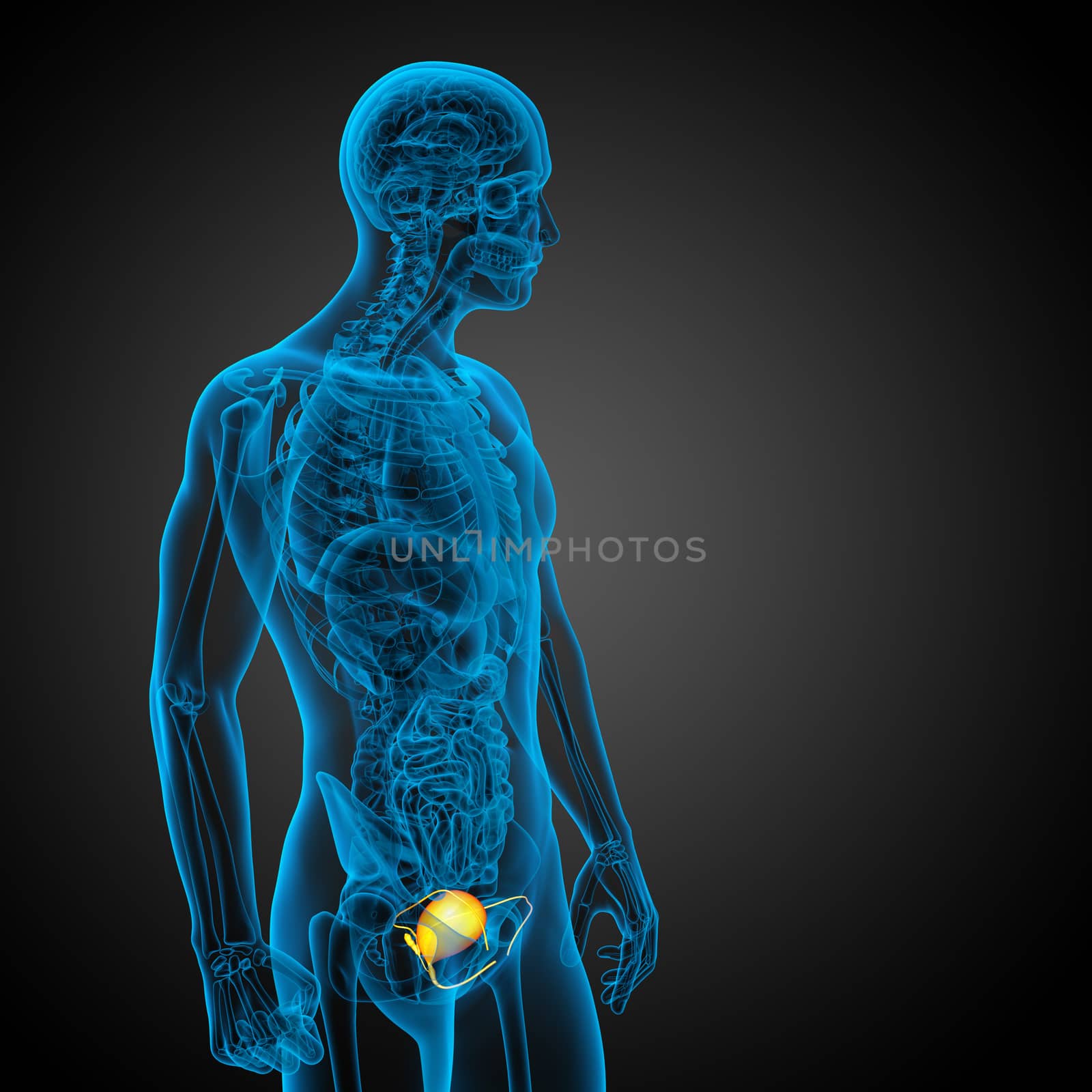 3d render medical illustration of the bladder - side view