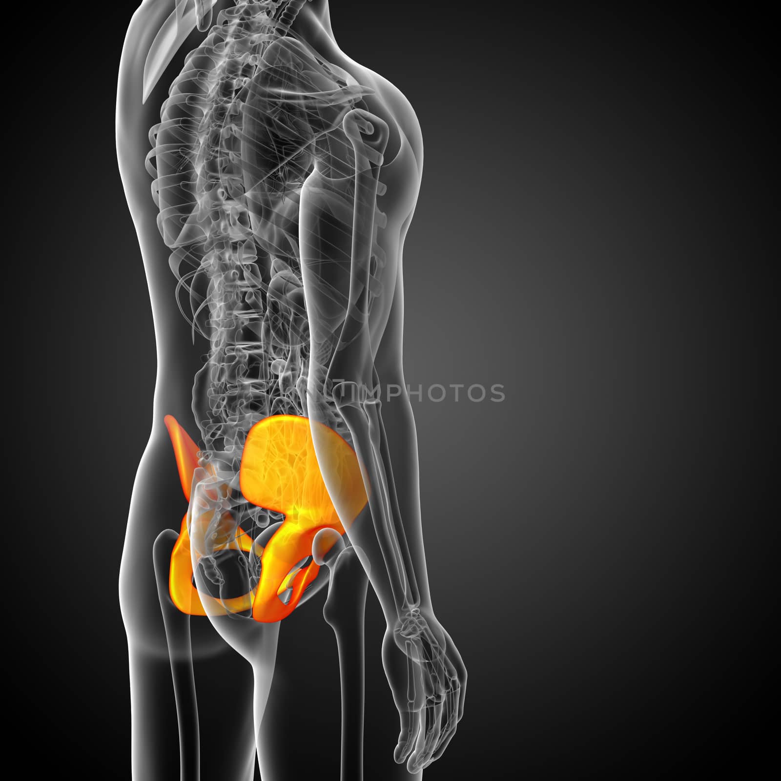 3d render medical illustration of the pelvis bone - side view