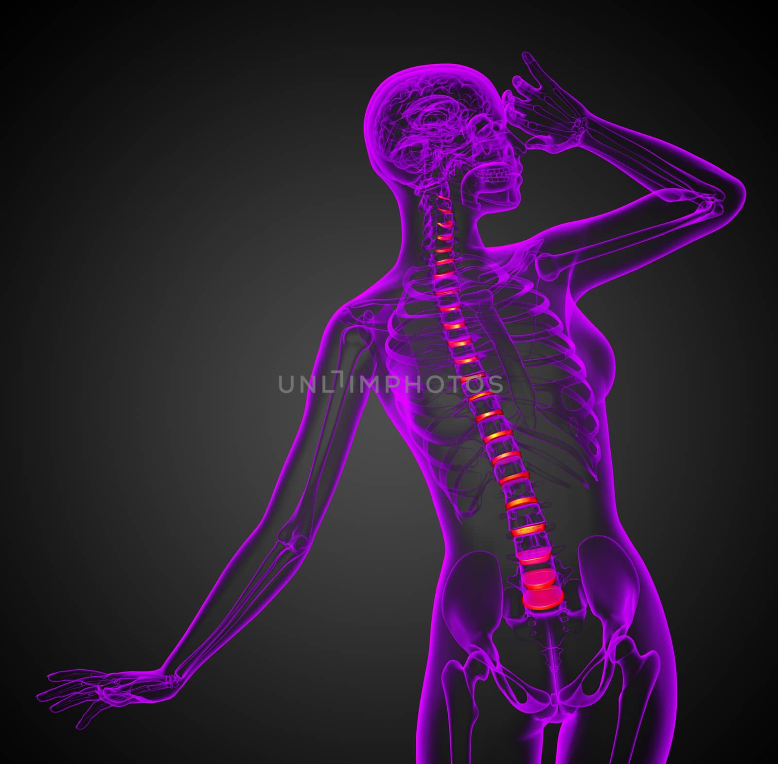 3D medical illustration of the spinal disc by maya2008