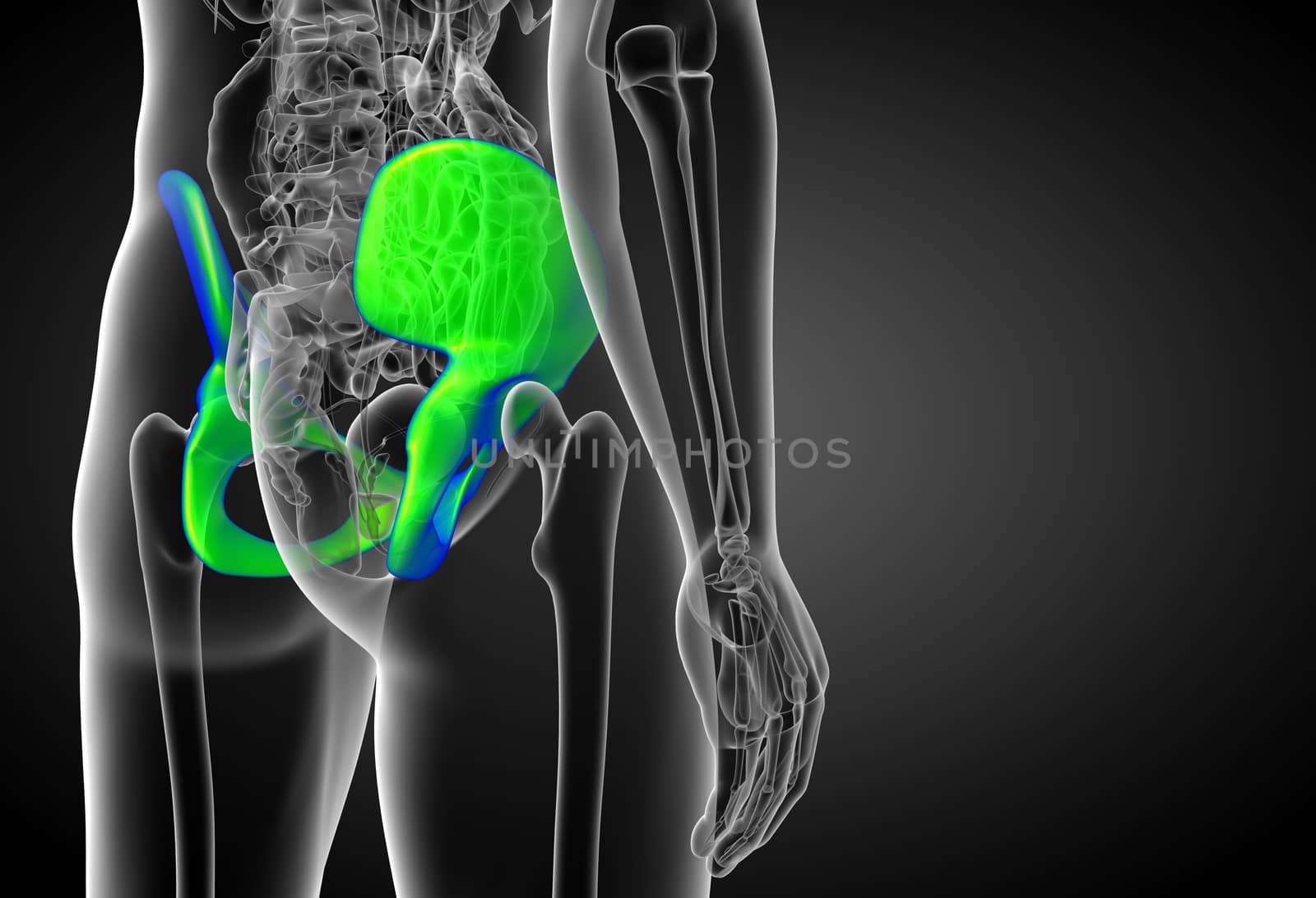 3d render medical illustration of the pelvis bone  by maya2008