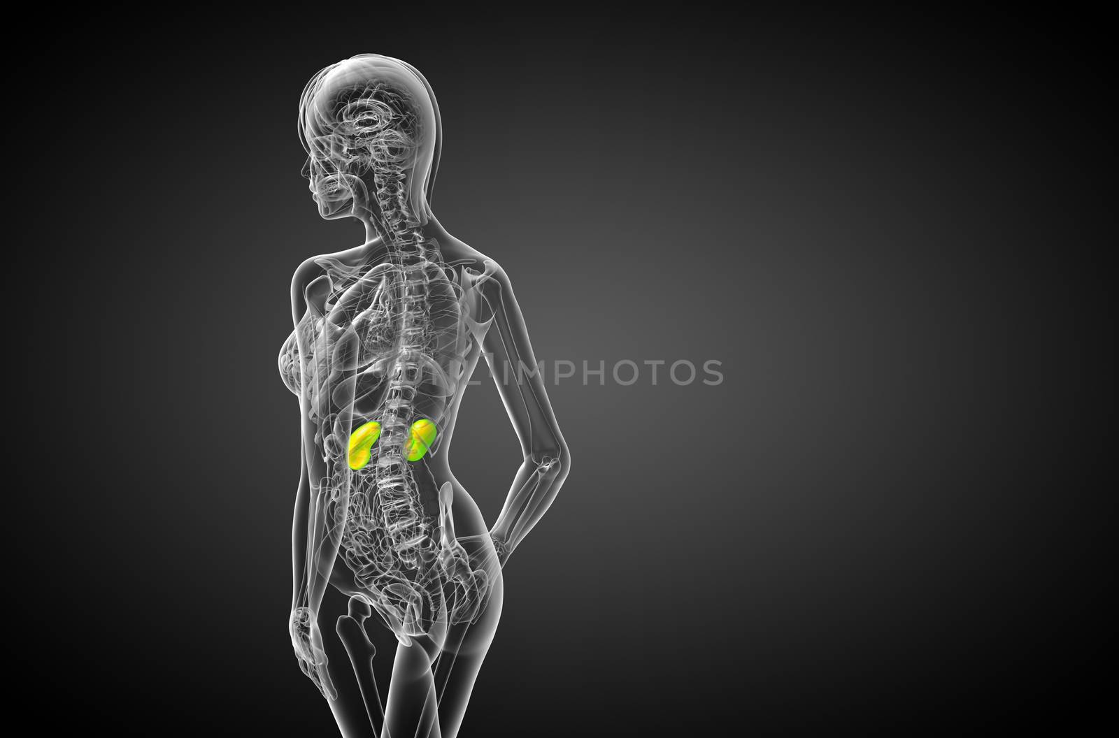 3d render medical illustration of the human kidney - side view