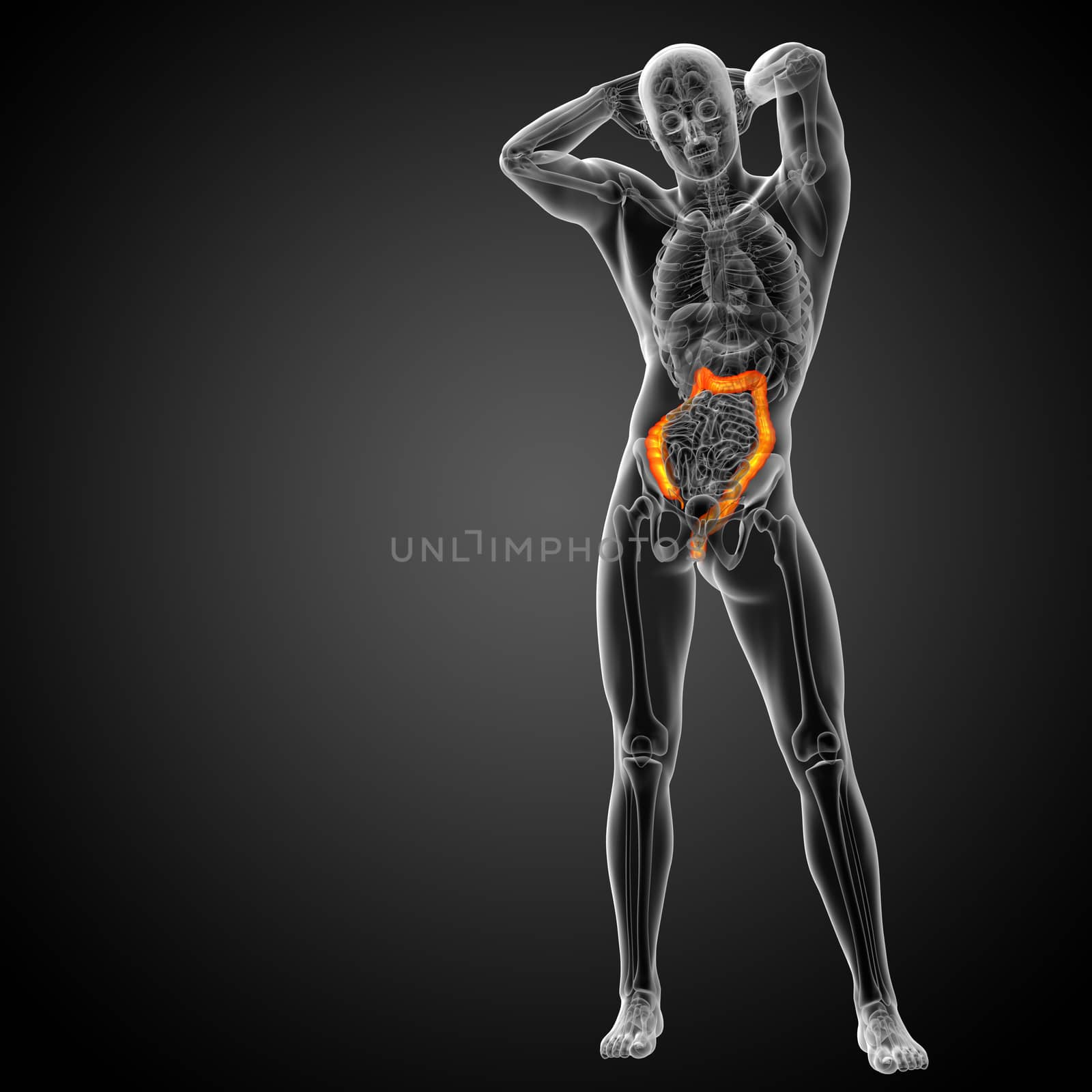 3d render medical illustration of the human larg intestine - front view
